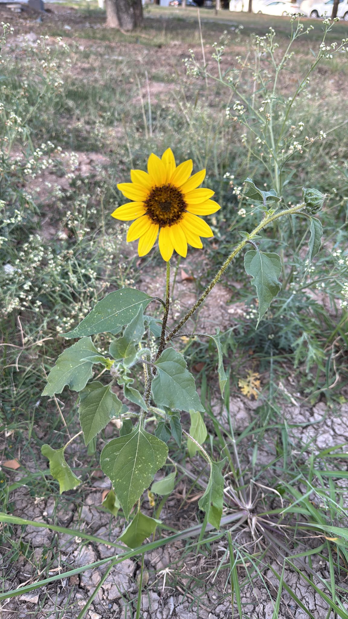 Cultivo de Simiente de girasol