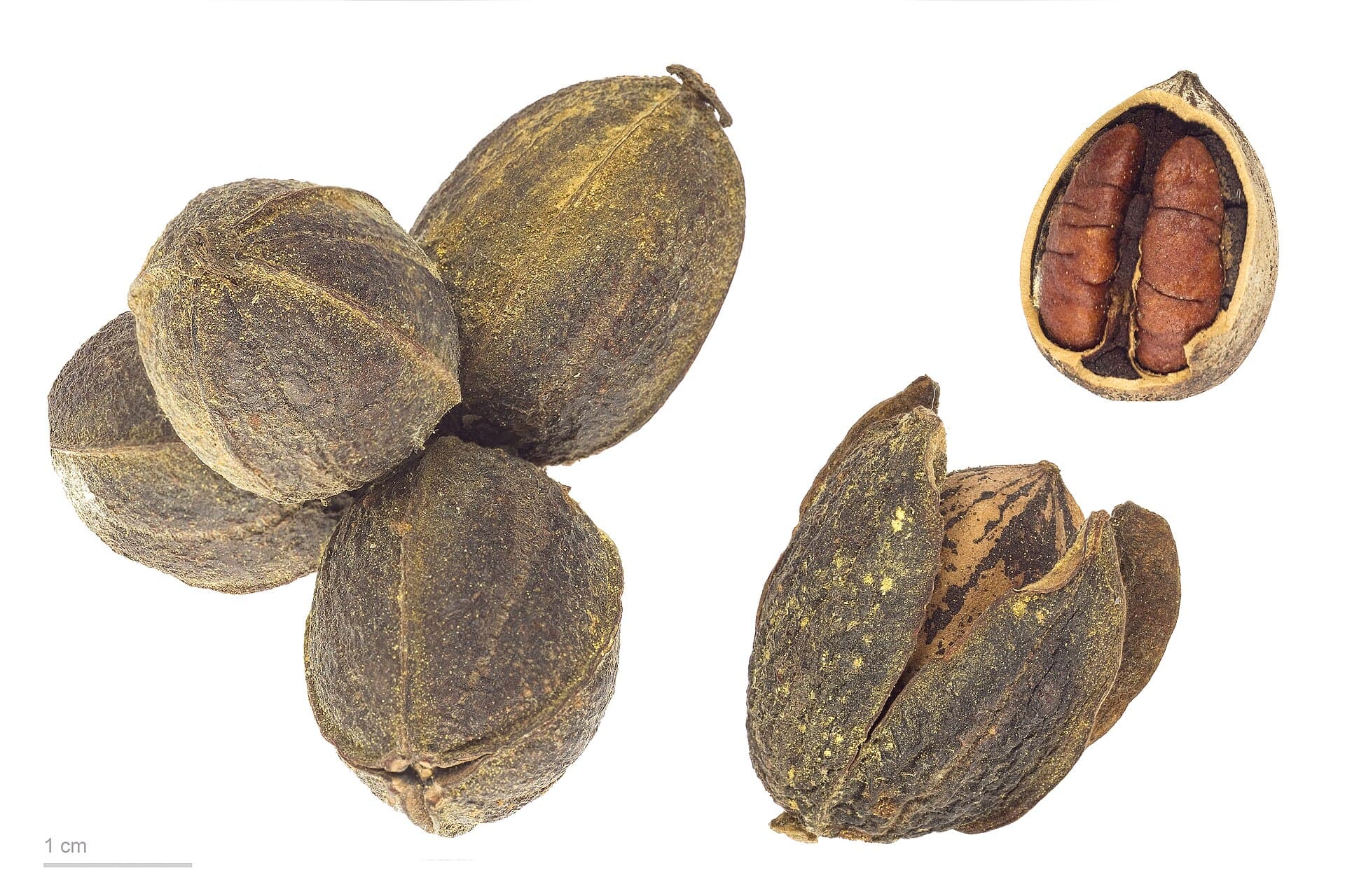 Cultivo de Pacanas, nueces de Pecán