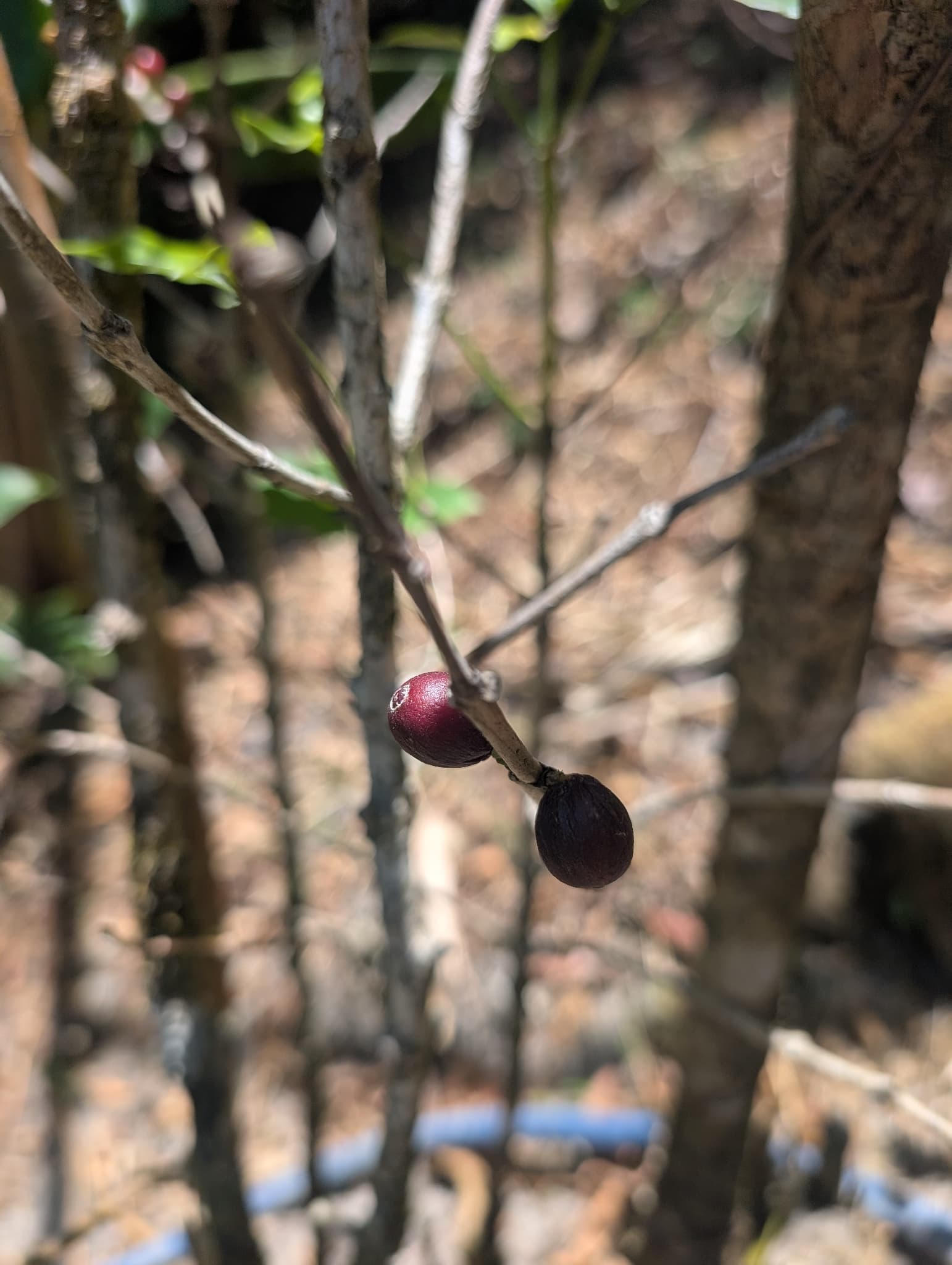 Cultivo de Café en grano