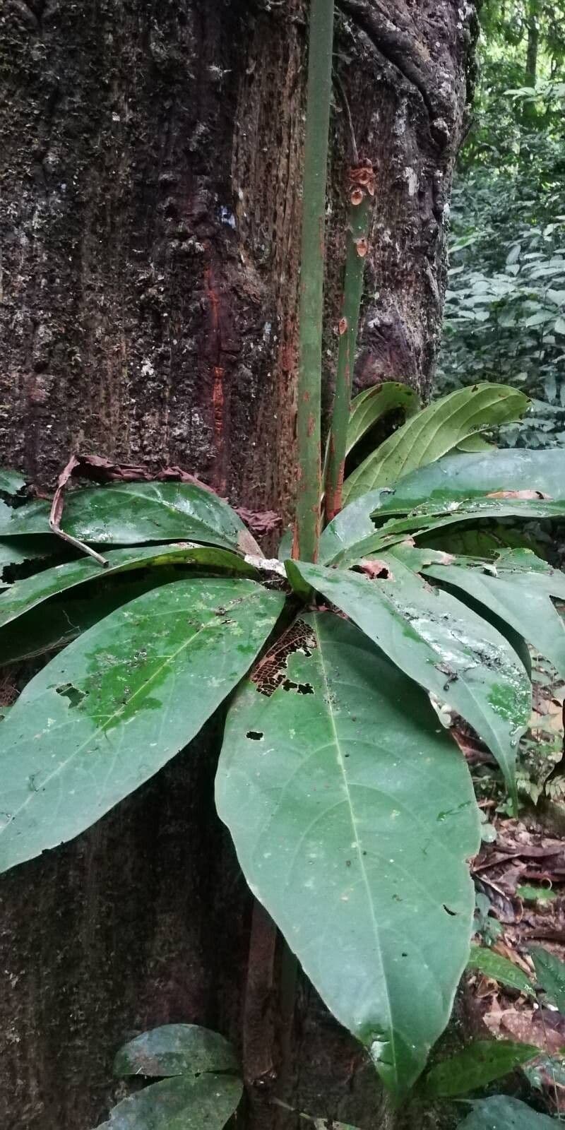 Cultivo de Nuez de cola