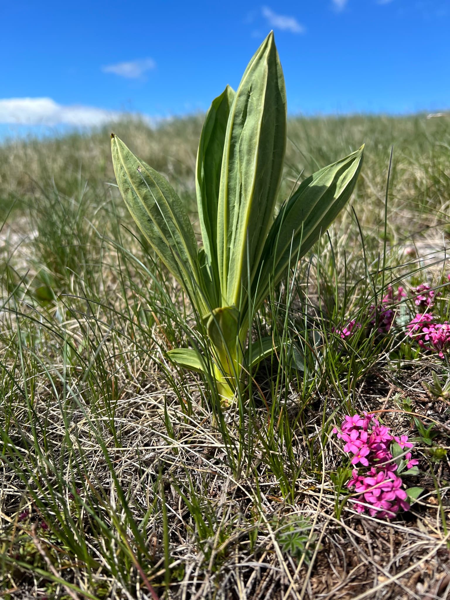 Cultivo de Gencianas