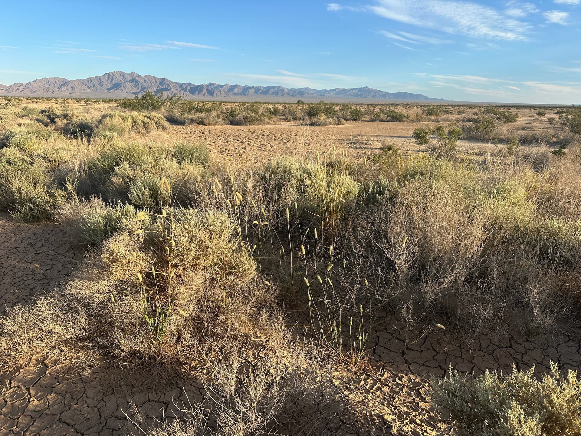 Plaga de ALPISTES, PHALARIS SPP. (ESPECIES ANUALES)