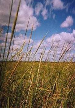 Plaga de ARROZ SALVAJE, ORYZA SATIVA