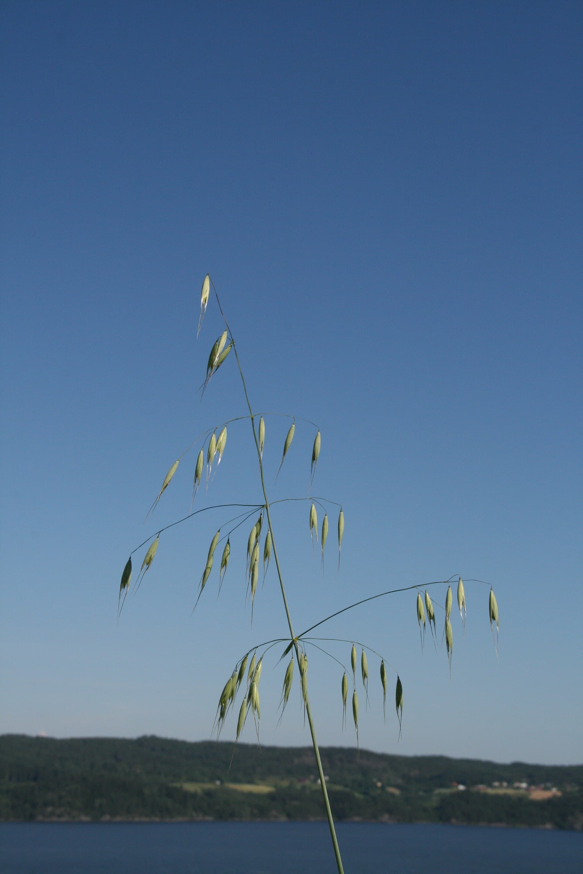 Plaga de AVENAS LOCAS, AVENA SPP.