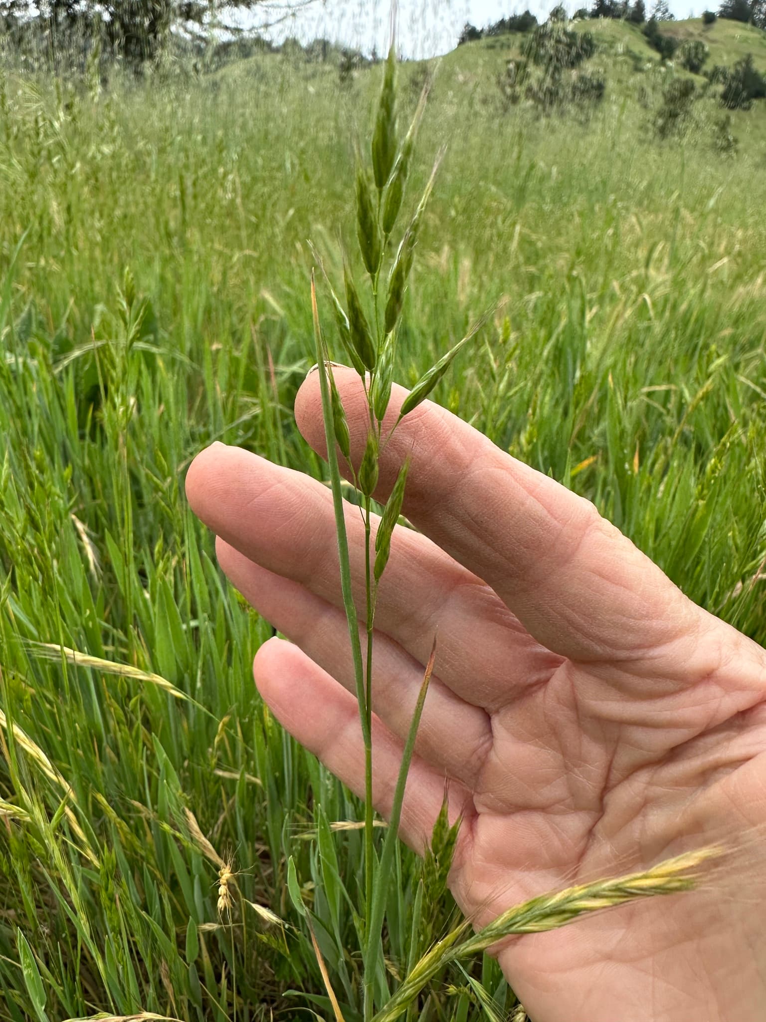 Plaga de BROMOS, BROMUS SPP. (ESPECIES ANUALES)