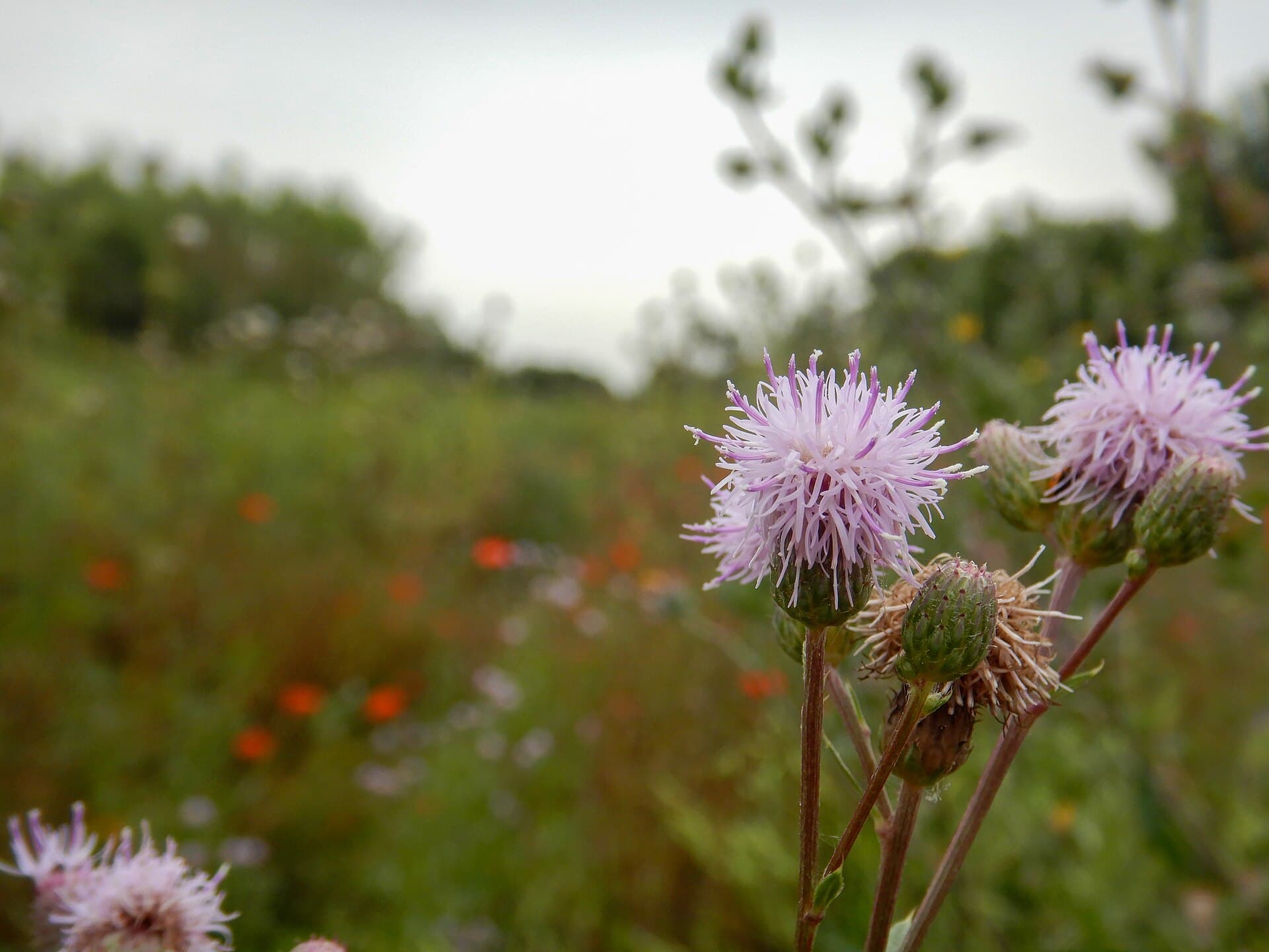 Plaga de CARDO, CIRSIUM ARVENSE