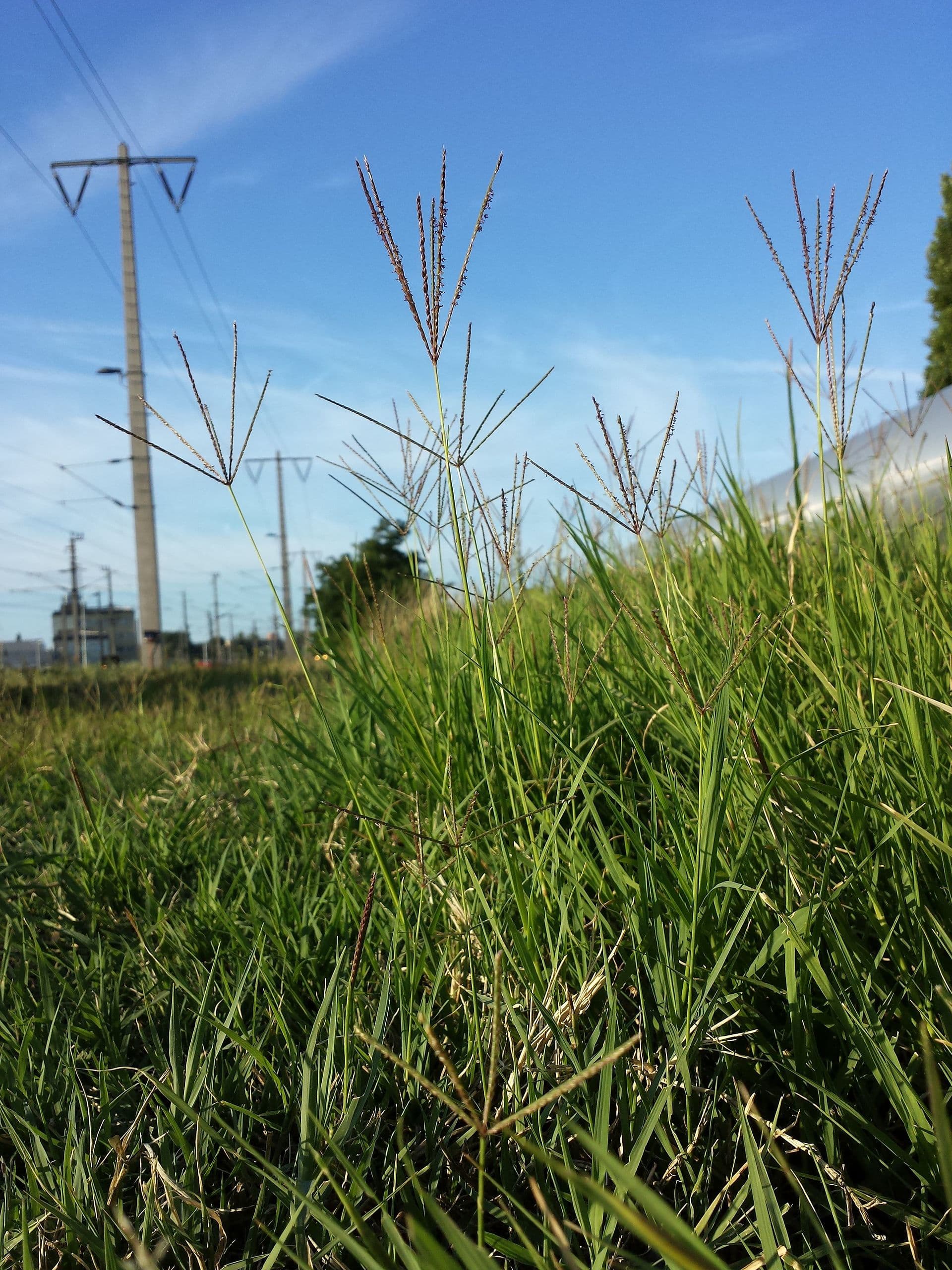 Plaga de GRAMA, CYNODON DACTYLON