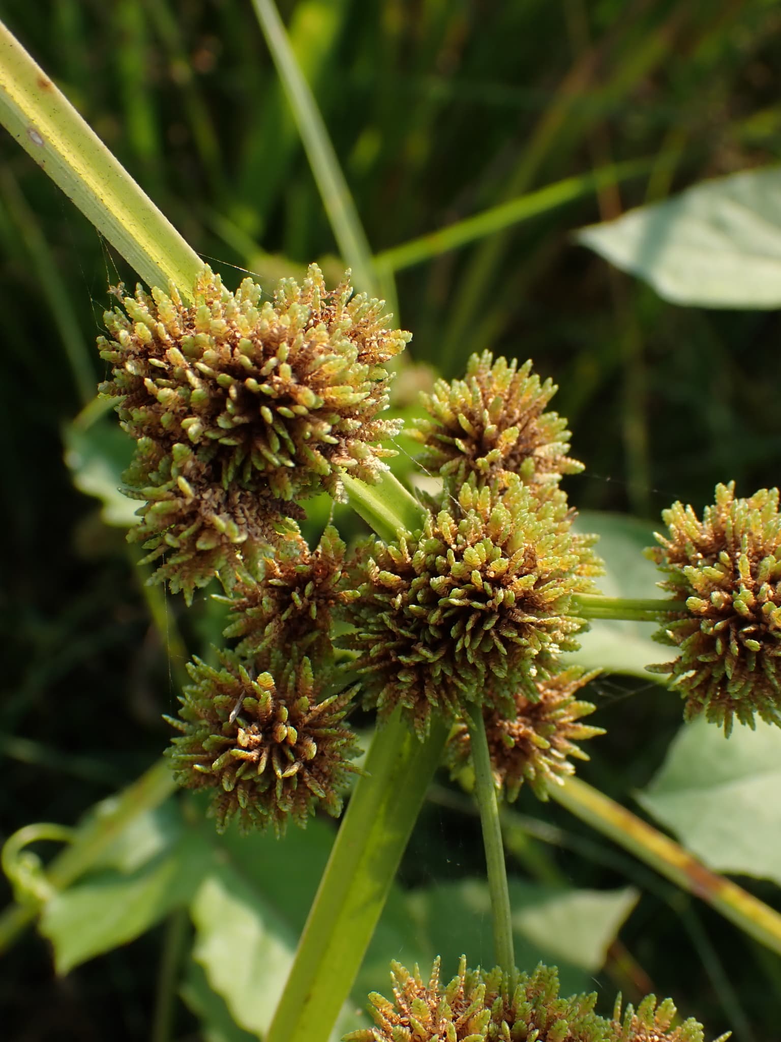 Plaga de JUNCIA, CYPERUS DIFFORMIS