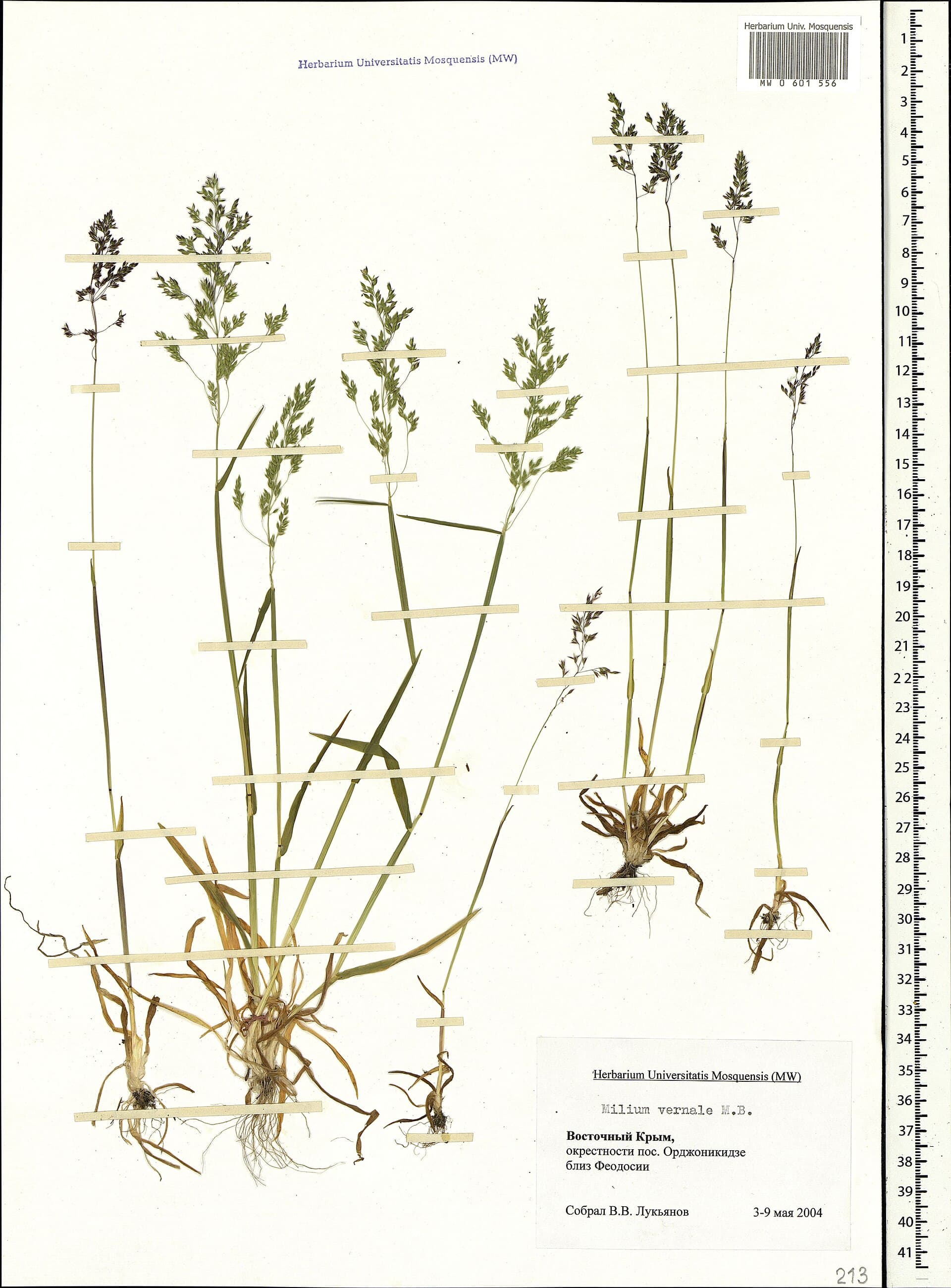 Plaga de MILIUM VERNALE