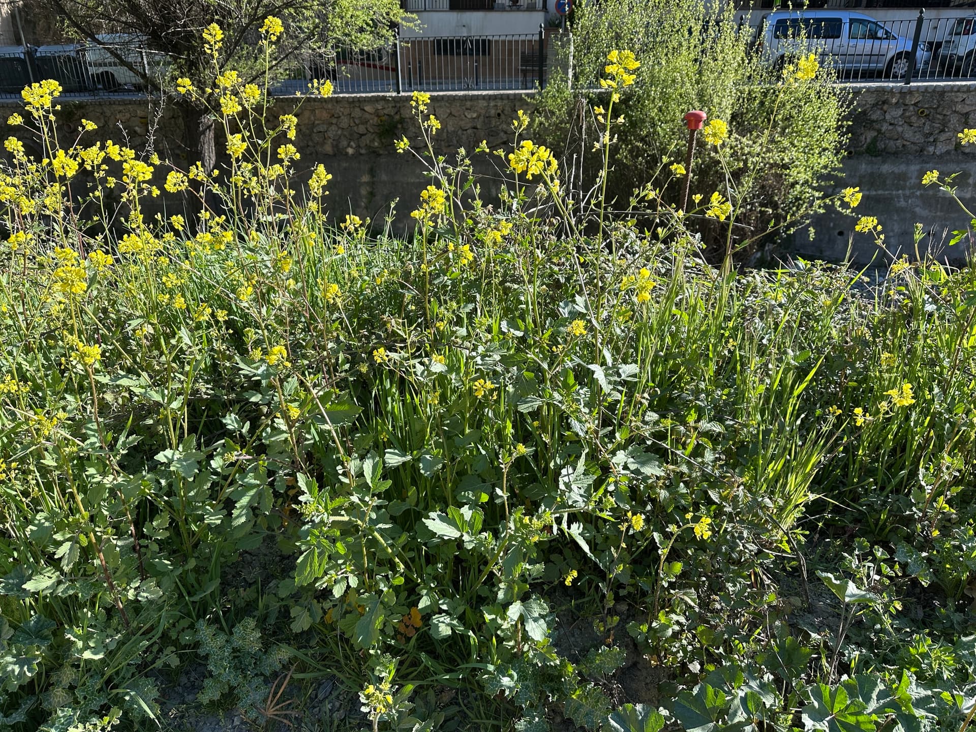 Plaga de MOSTAZAS SILVESTRES, SINAPIS SPP.