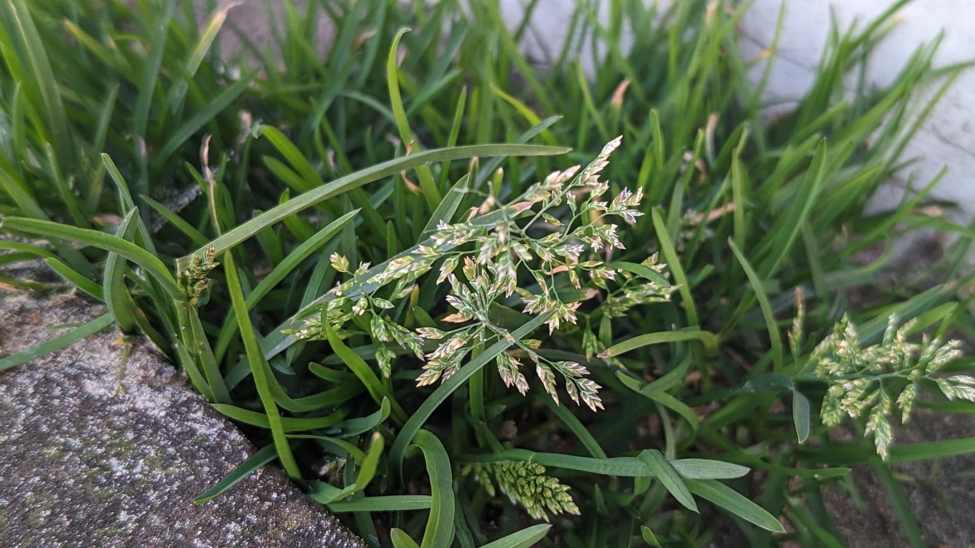 Plaga de POA SPP. (ESPECIES PLURIANUALES)