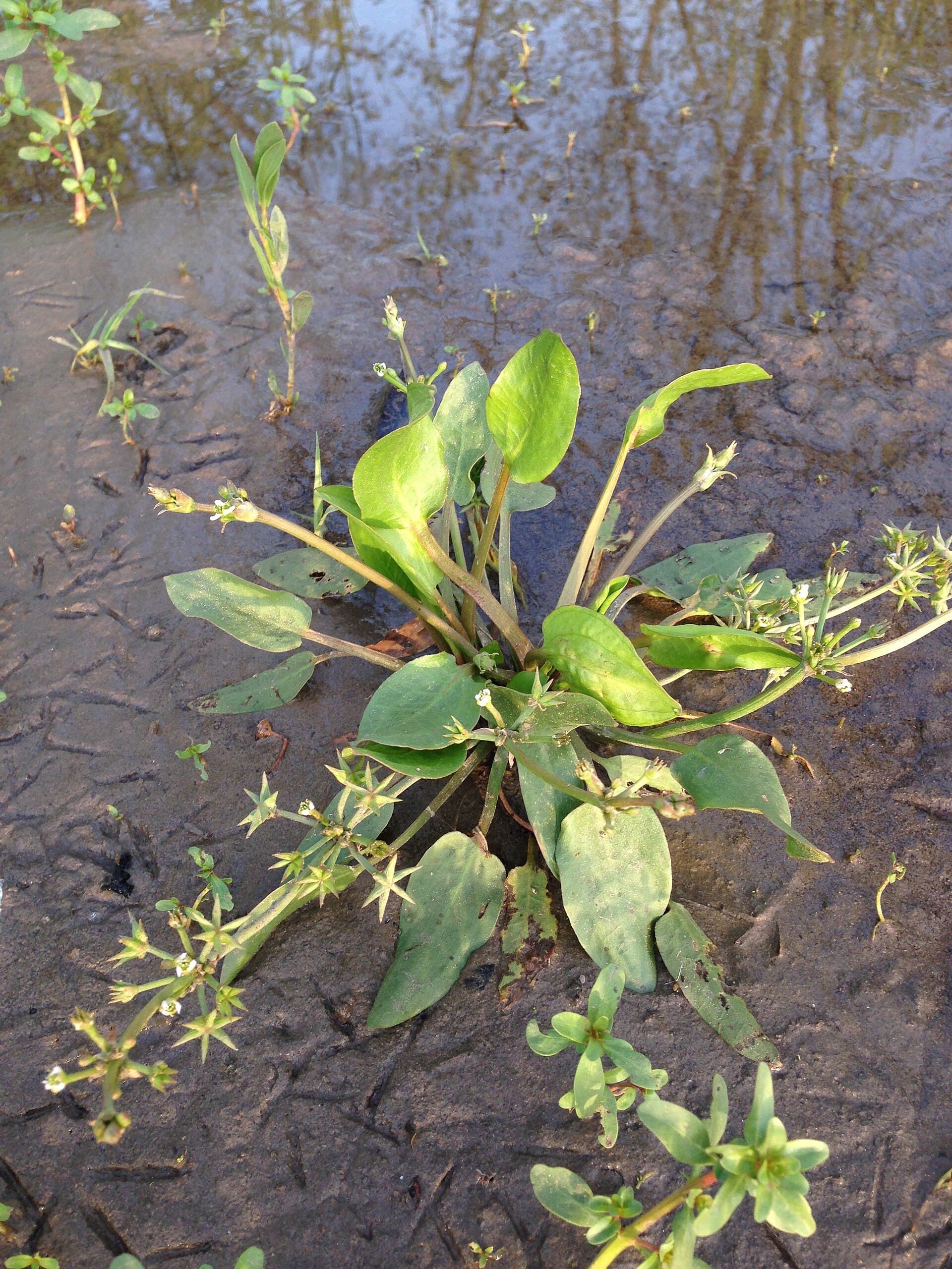 Plaga de SAETA DE AGUA, SAGITTARIA SAGITTIFOLIA