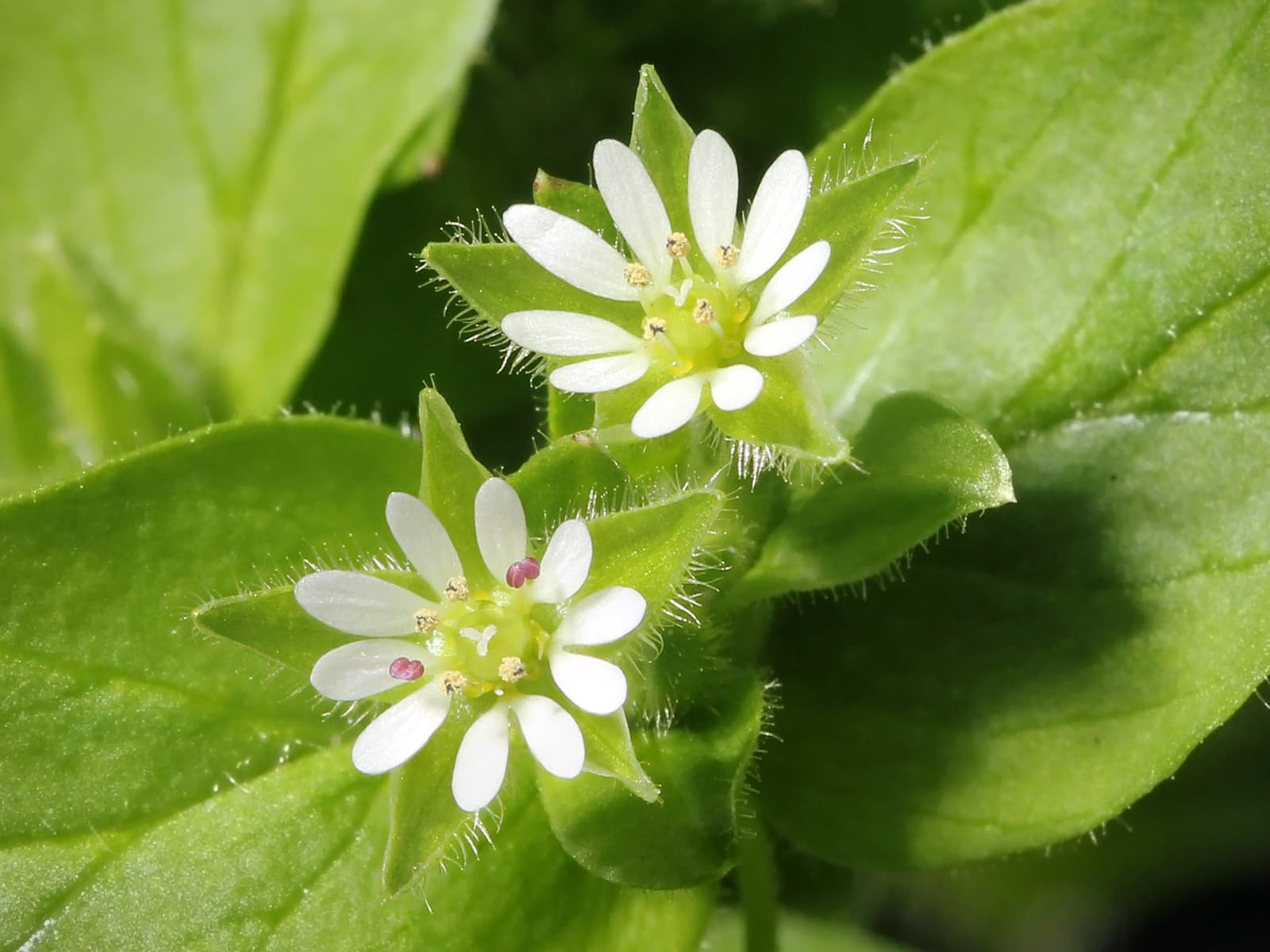 Plaga de PAMPLINA, HIERBA GALLINERA, STELLARIA MEDIA