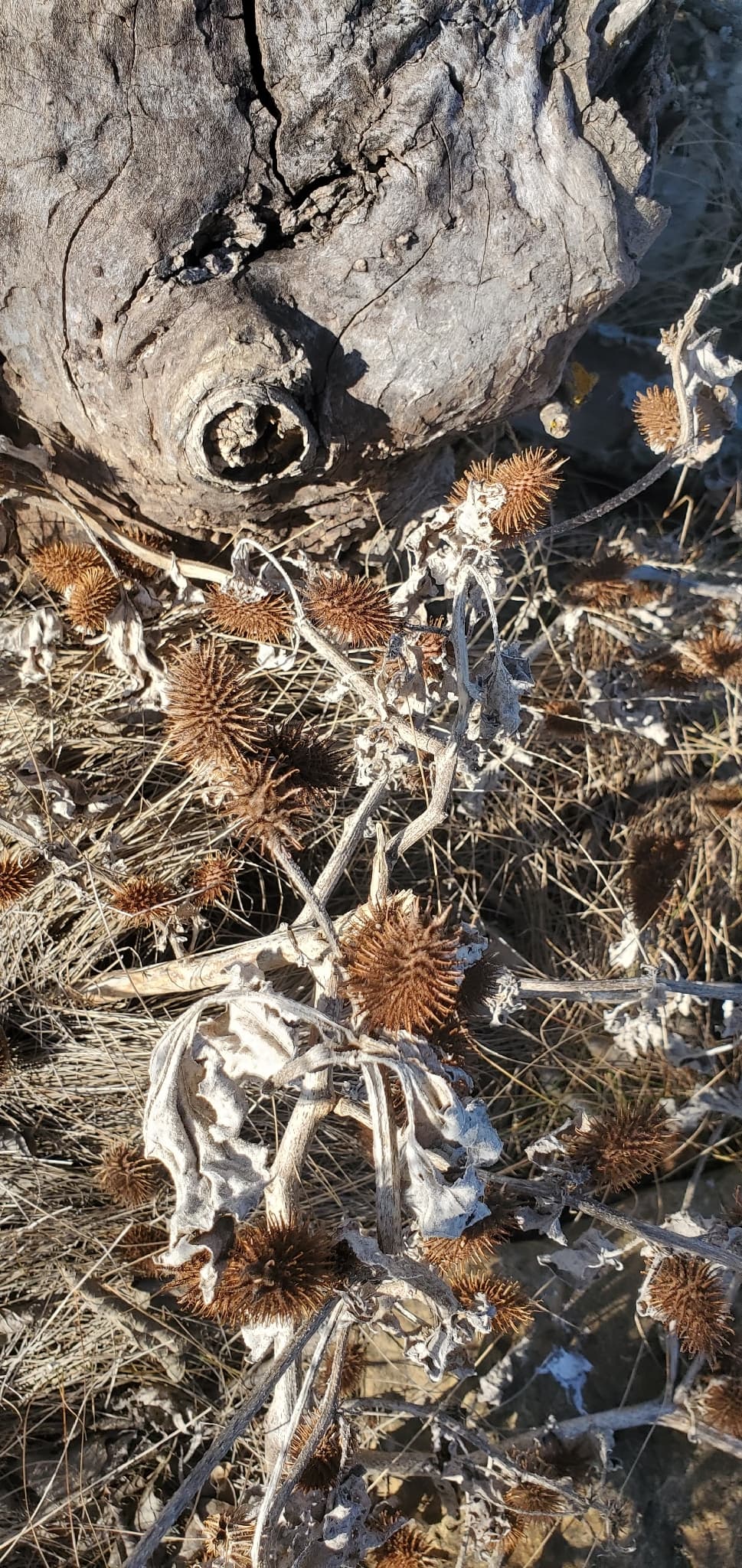 Plaga de CADILLO, XANTHIUM STRUMARIUM