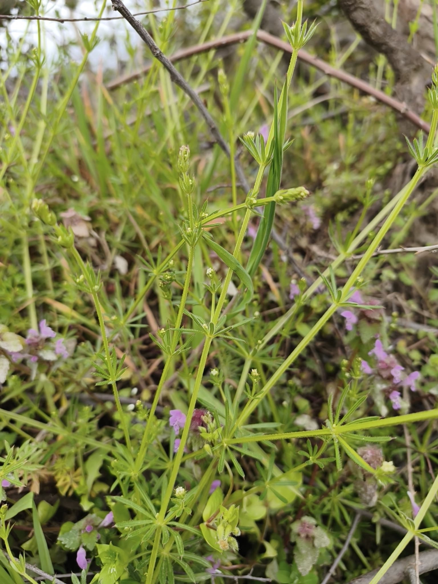 Plaga de AMOR DEL HORTELANO, GALIUM SPP.