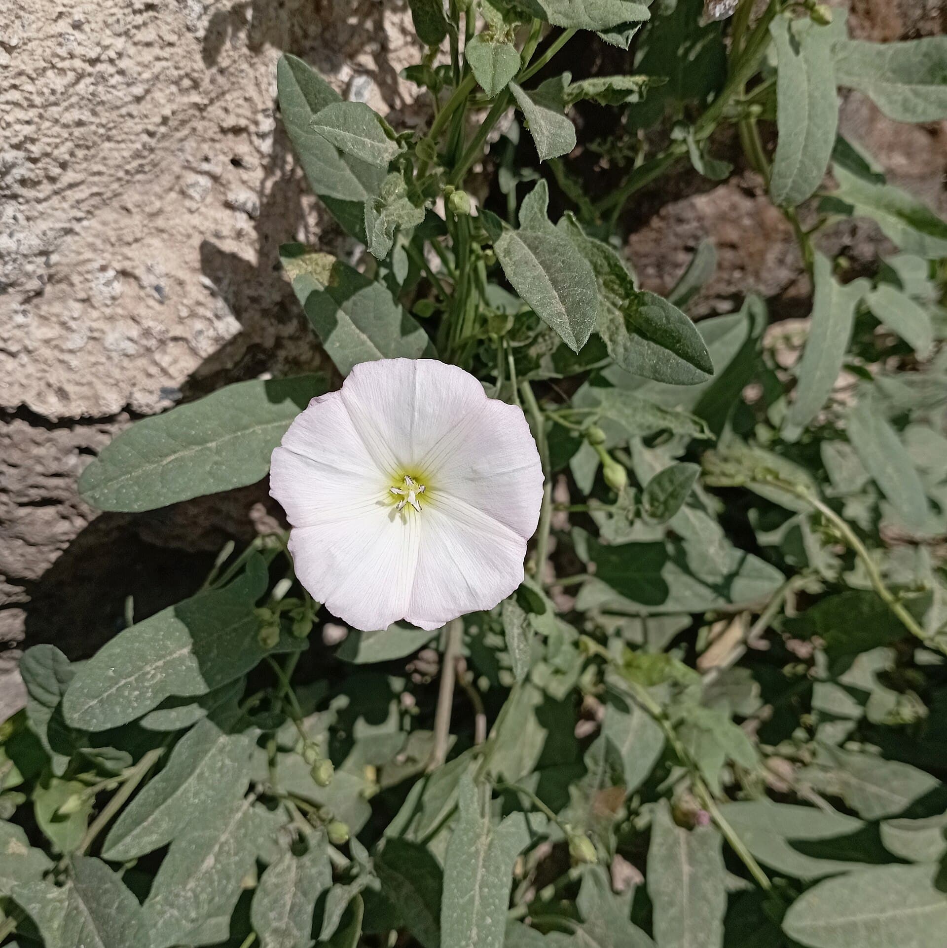 Plaga de CORREHUELA, CONVOLVULUS ARVENSIS