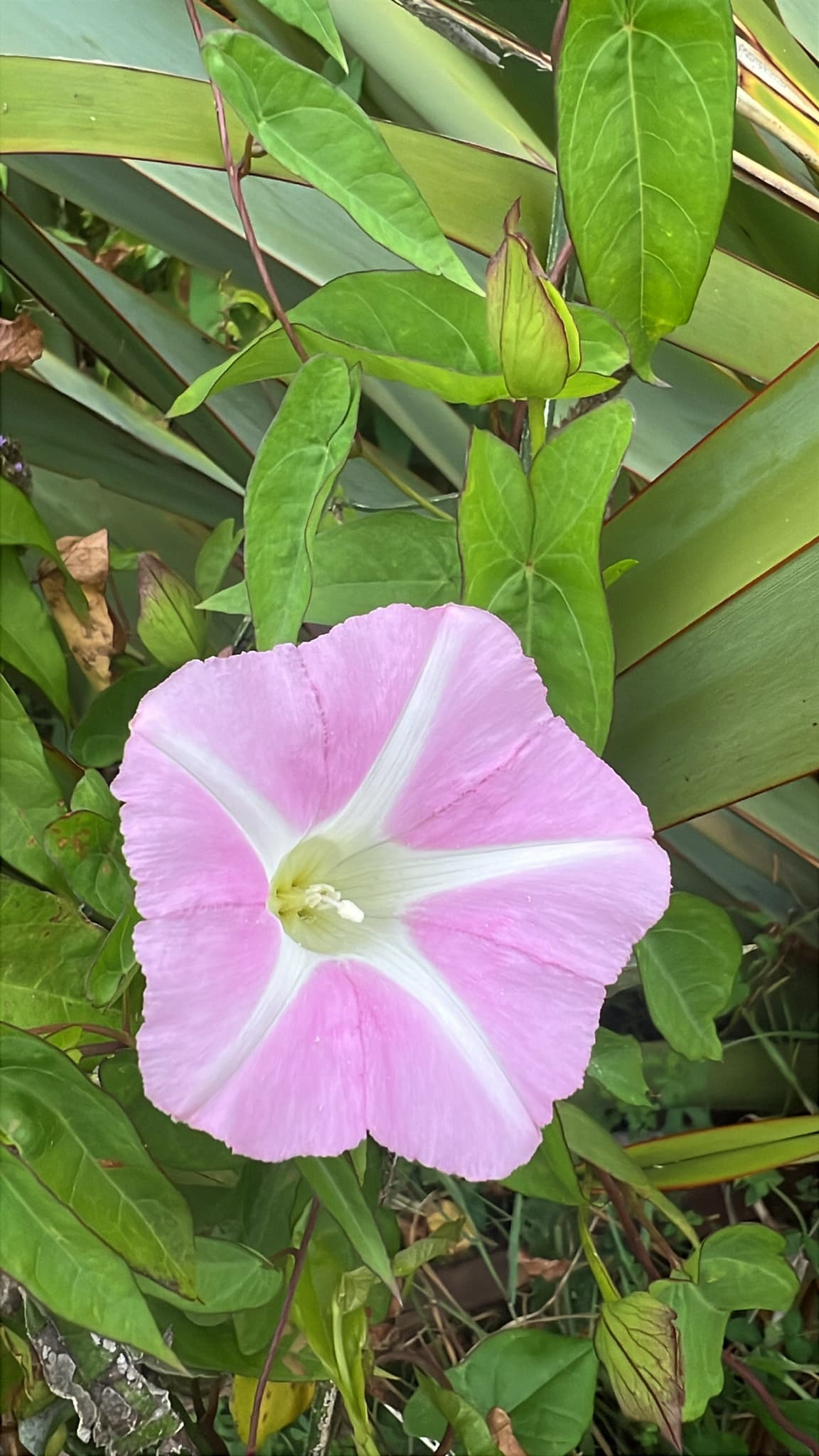 Plaga de CORREHUELA MAYOR, CALYSTEGIA SEPIUM
