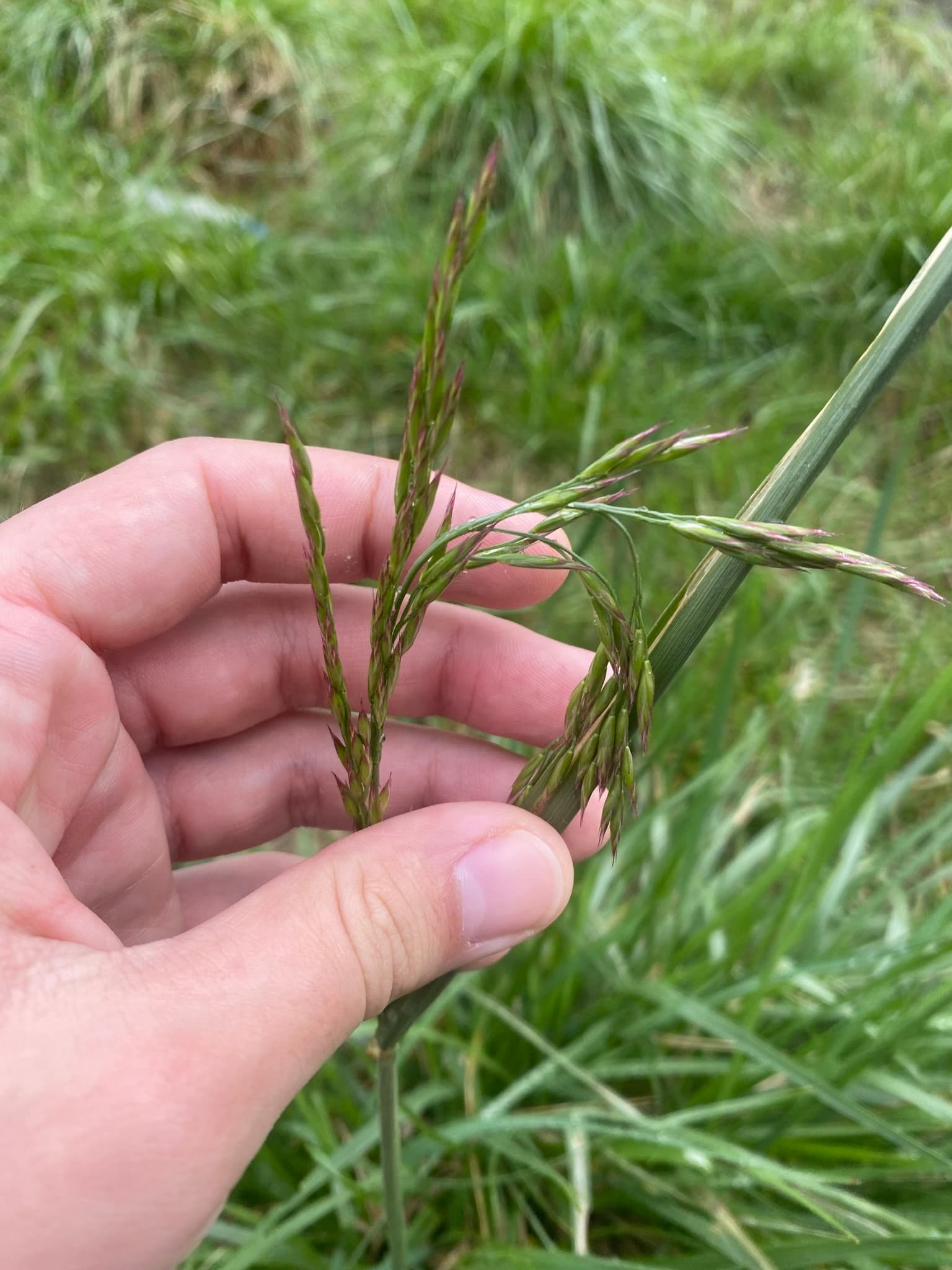 Plaga de VALLICOS, LOLIUM SPP. (ESPECIES PLURIANUALES)