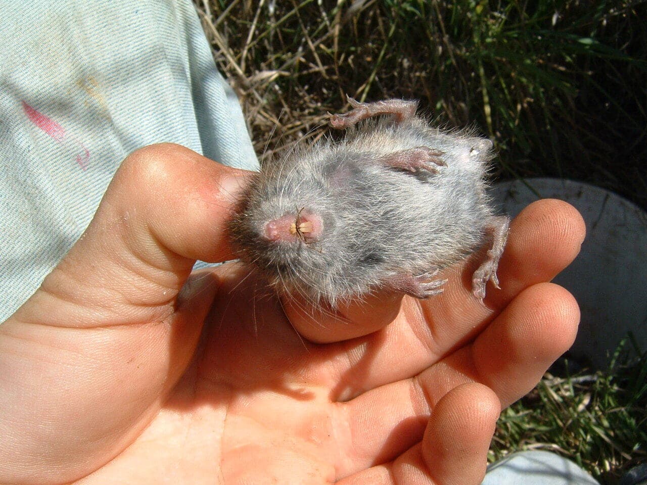 Plaga de TOPILLOS, MICROTUS SPP.
