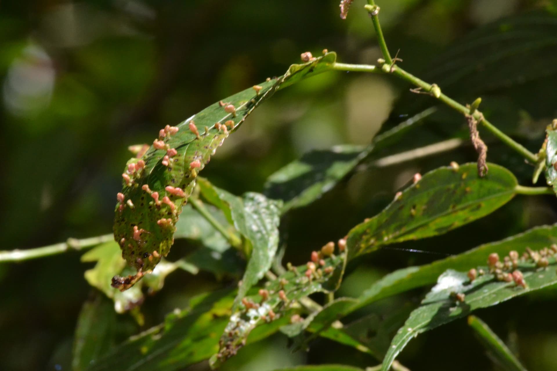 Plaga de ÁCAROS ERIÓFIDOS, ERIOPHYIDAE