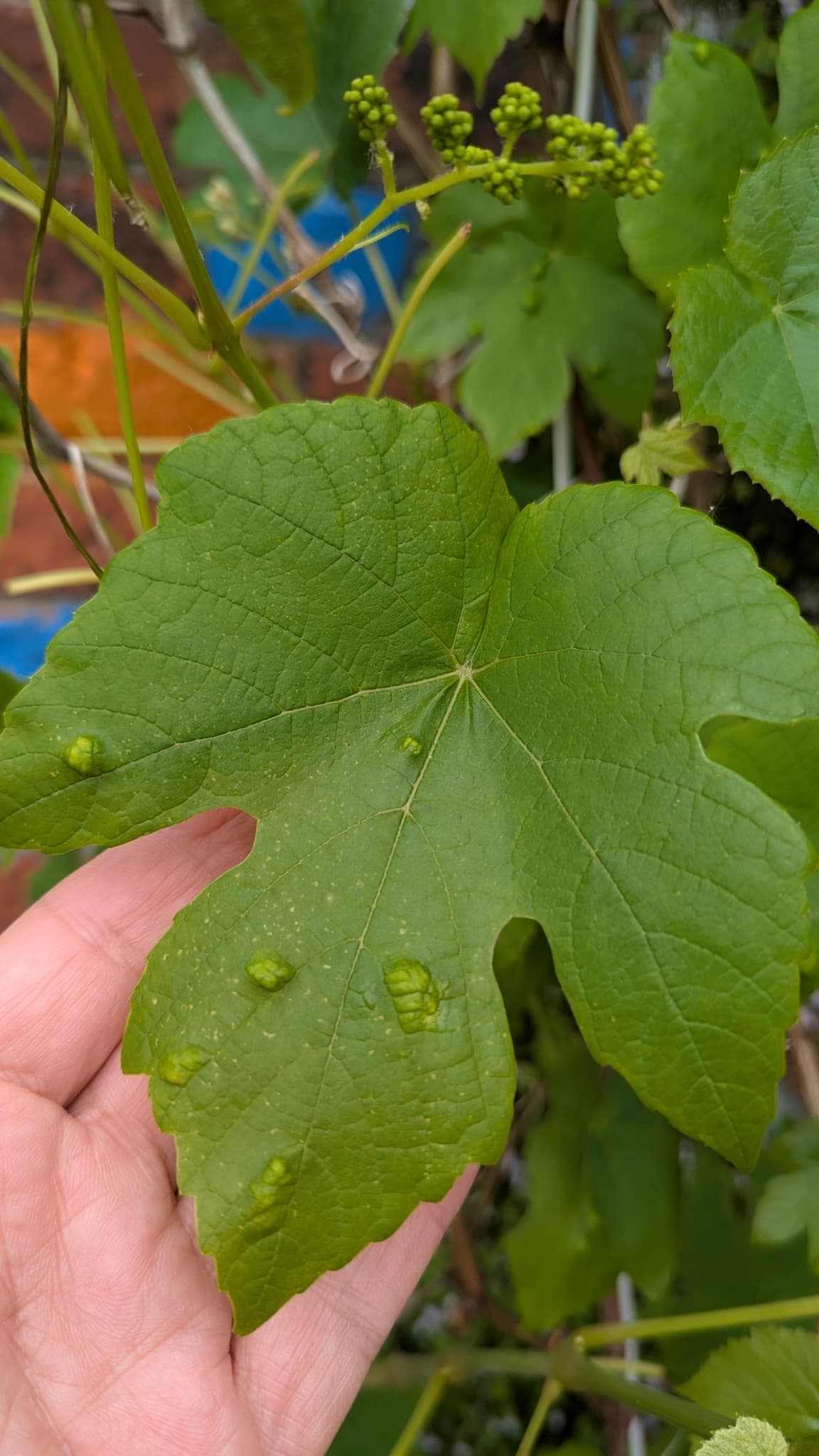 Plaga de ERINOSIS DE LA VID, COLOMERUS VITIS
