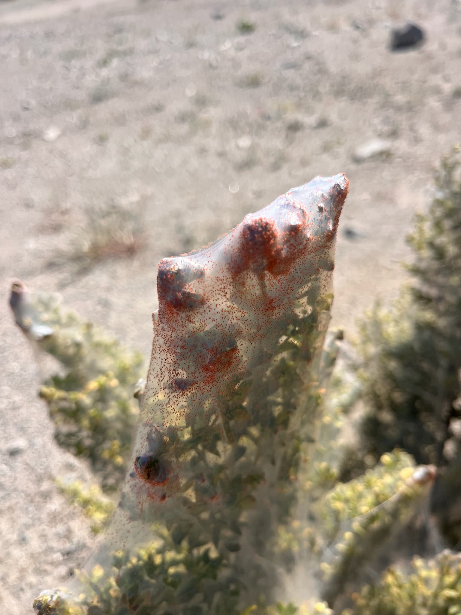 Plaga de ÁCAROS TETRANÍQUIDOS, TETRANYCHIDAE