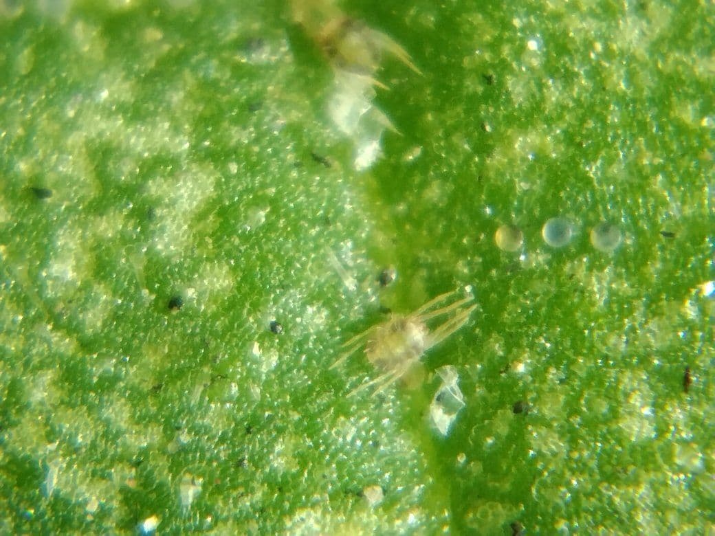 Plaga de ARAÑA ROJA COMÚN, TETRANYCHUS SPP.