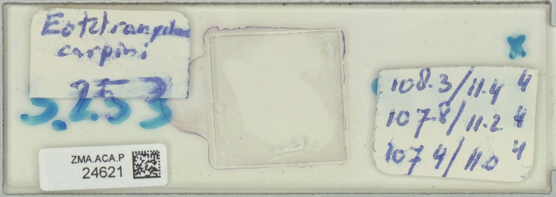 Plaga de ARAÑA AMARILLA, EOTETRANYCHUS CARPINI