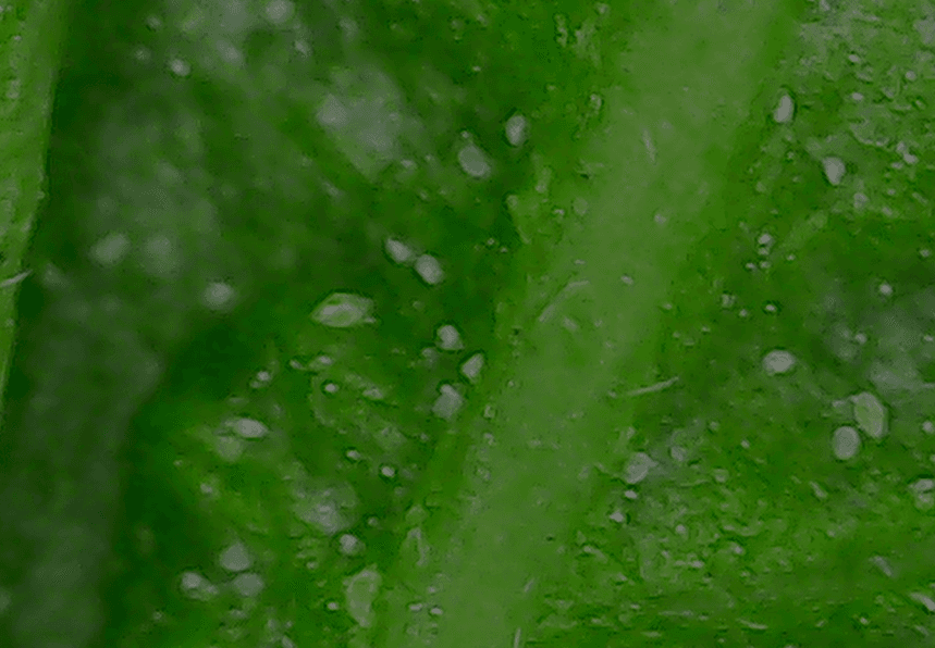 Plaga de ARAÑA BLANCA, POLYPHAGOTARSONEMUS LATUS