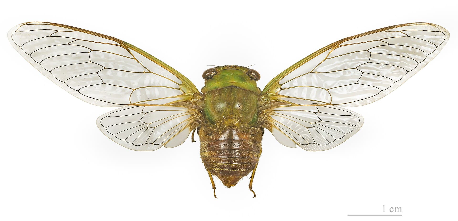 Plaga de CHINCHES, HETERÓPTEROS