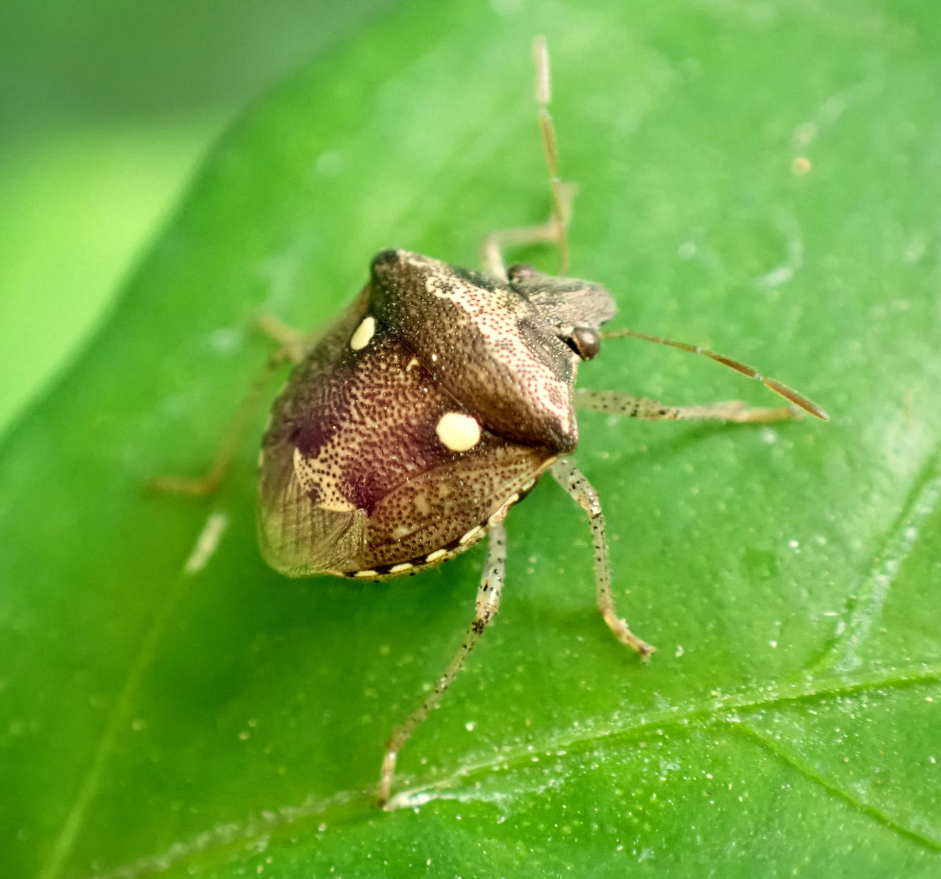 Plaga de PUDENTA DEL ARROZ, EYSARCORIS SPP.