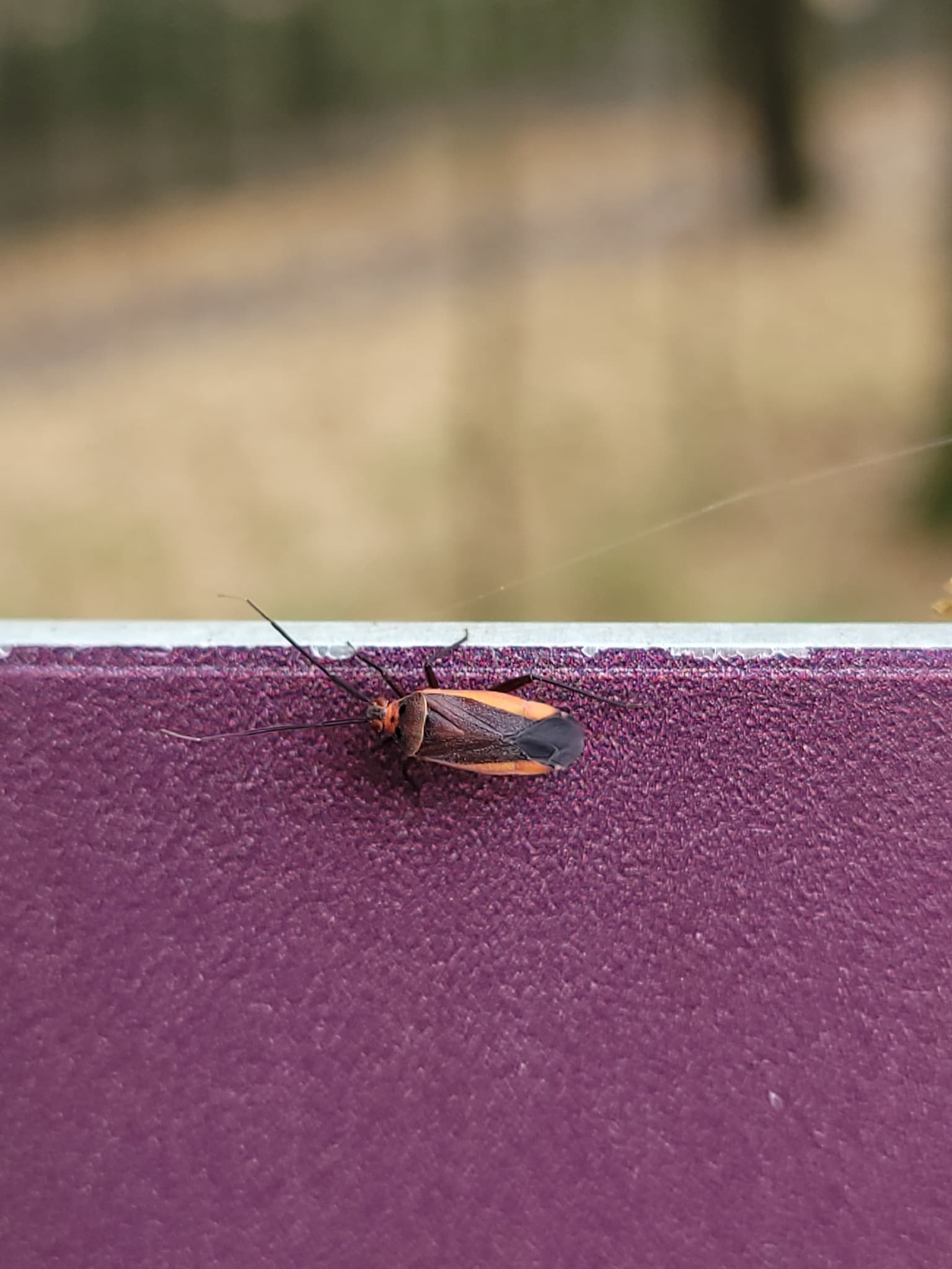 Plaga de MÍRIDOS, MIRIDAE