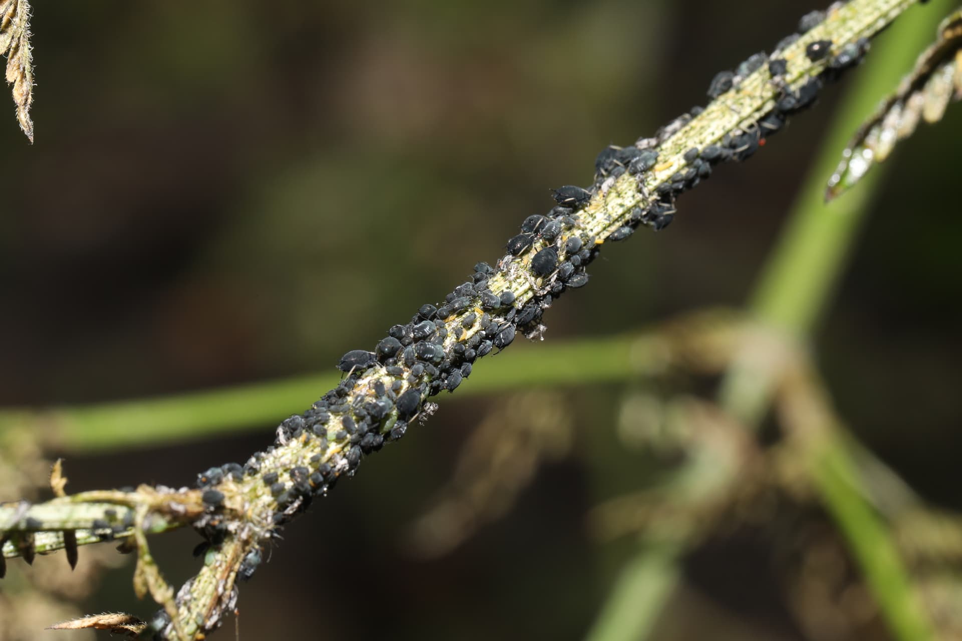 Plaga de PULGÓN NEGRO DE LAS HABAS, APHIS FABAE