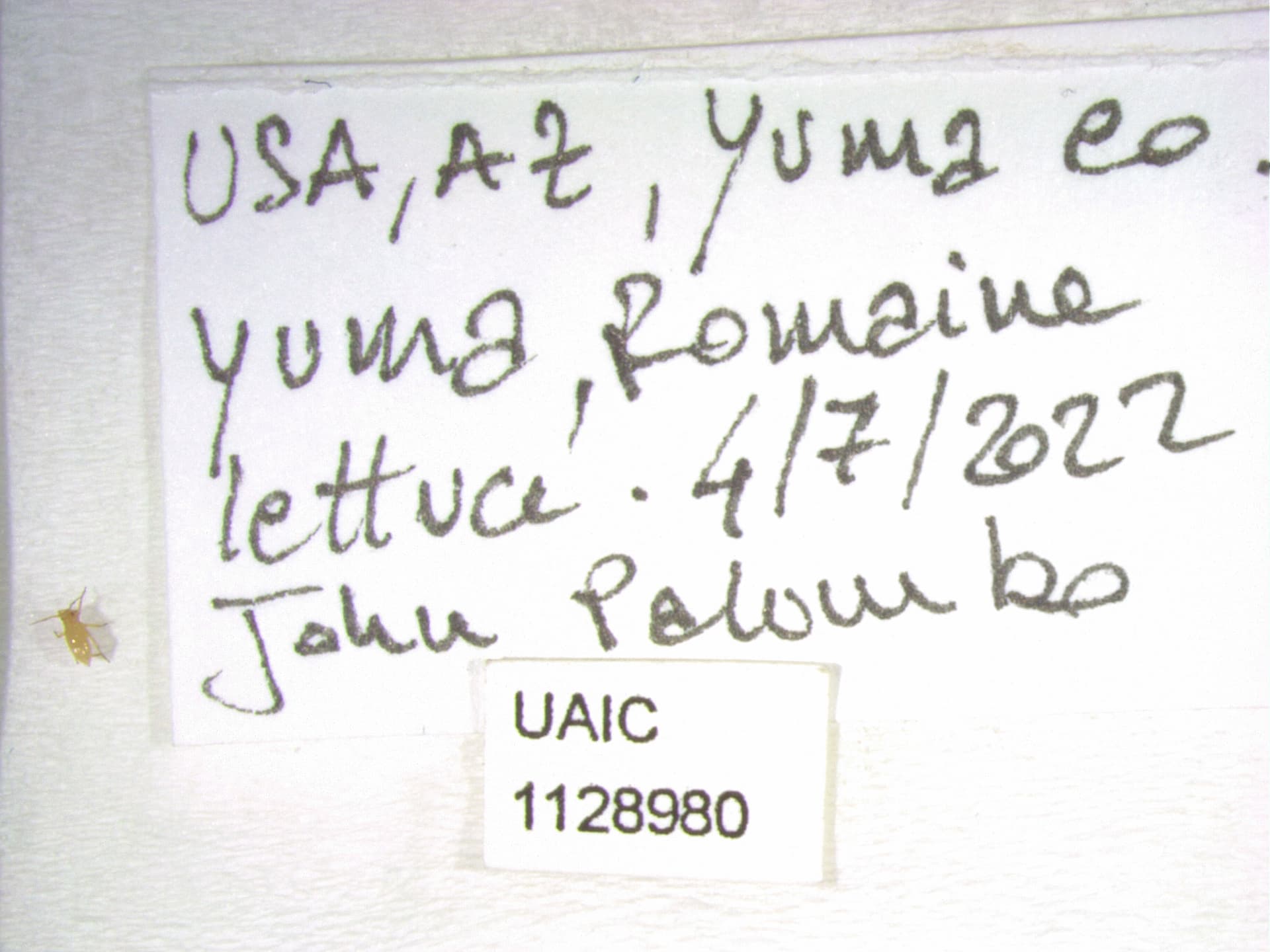 Plaga de PULGÓN DE LA LECHUGA, NASONOVIA RIBISNIGRI