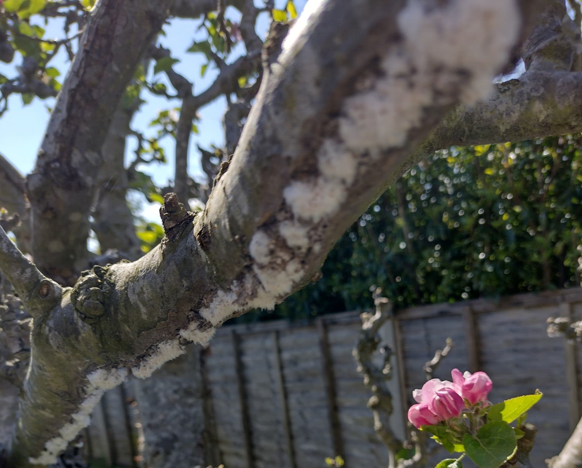 Plaga de PULGÓN LANÍGERO DEL MANZANO, ERIOSOMA LANIGERUM