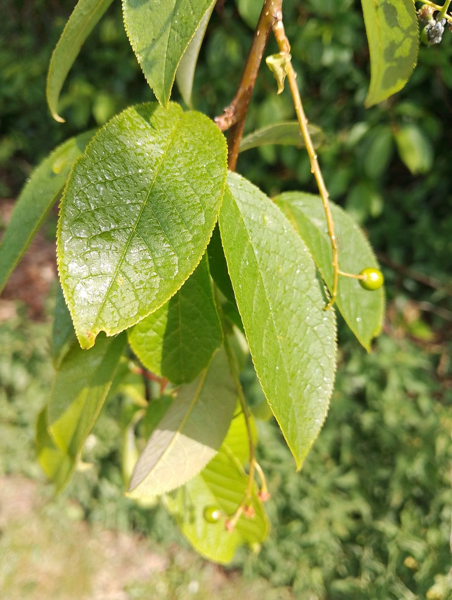 Plaga de PULGÓN DE LAS HOJAS DE LOS CEREALES, RHOPALOSIPHUM PADI
