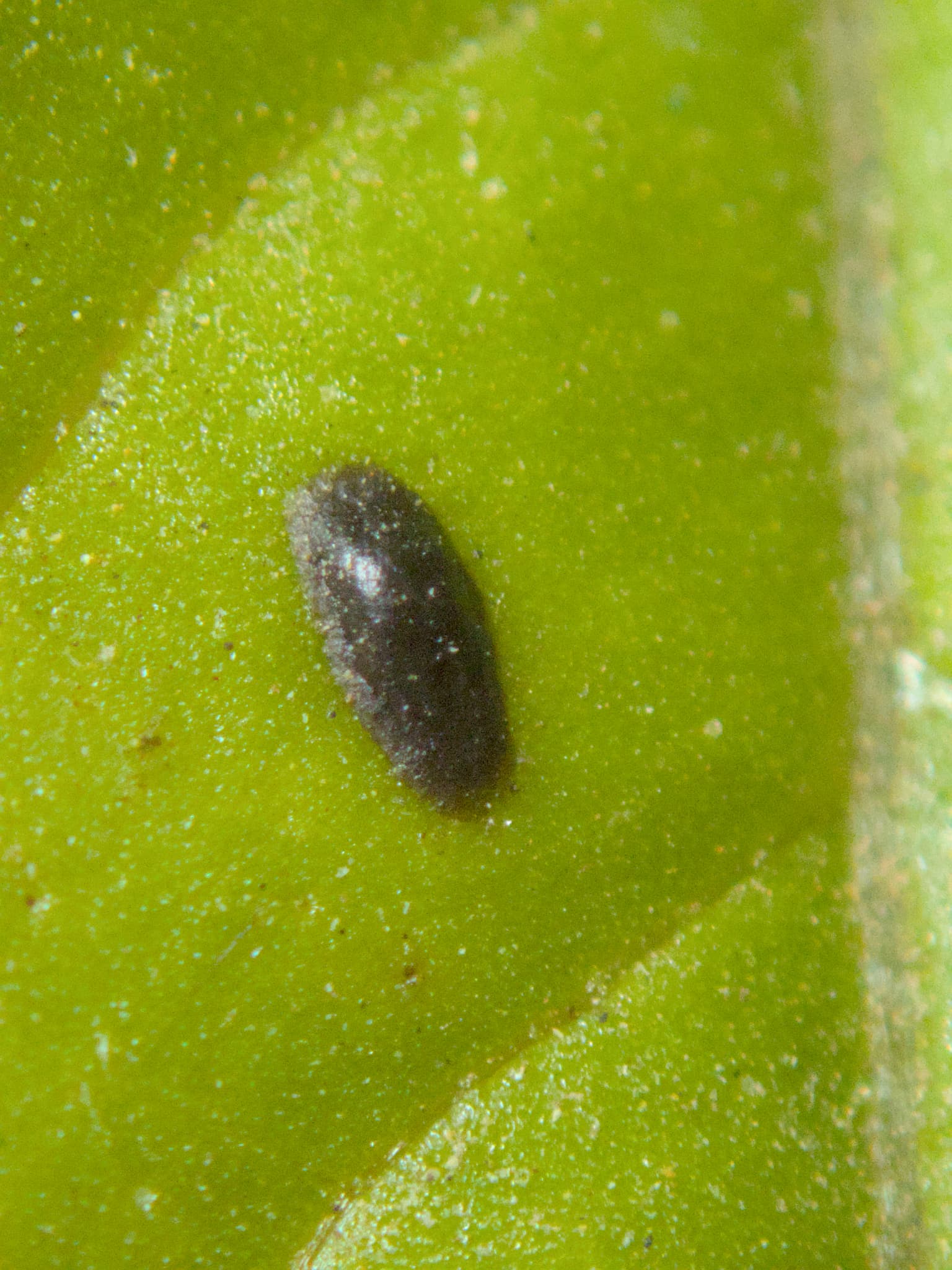 Plaga de COCHINILLAS, COCCIDAE