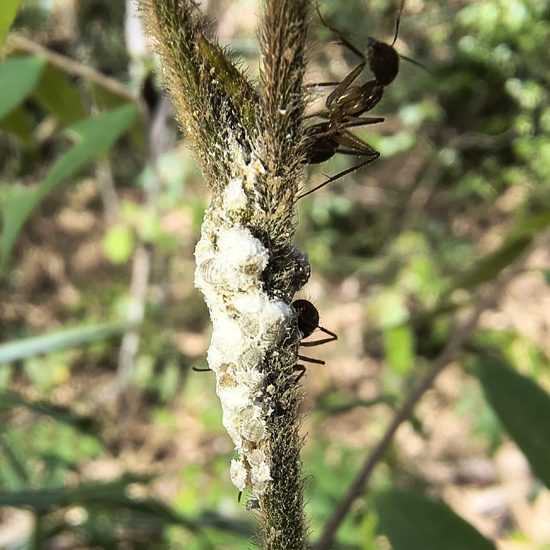 Plaga de COCHINILLAS HARINOSAS, PSEUDOCOCCIDAE