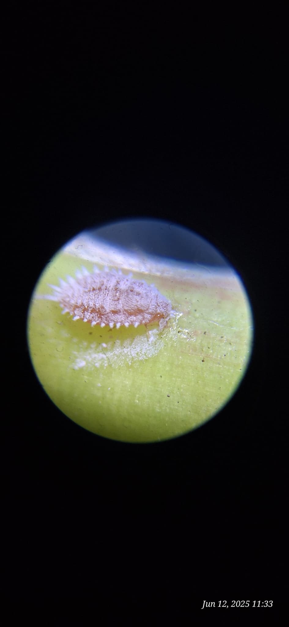 Plaga de MELAZO DE LA VID, PLANOCOCCUS FICUS