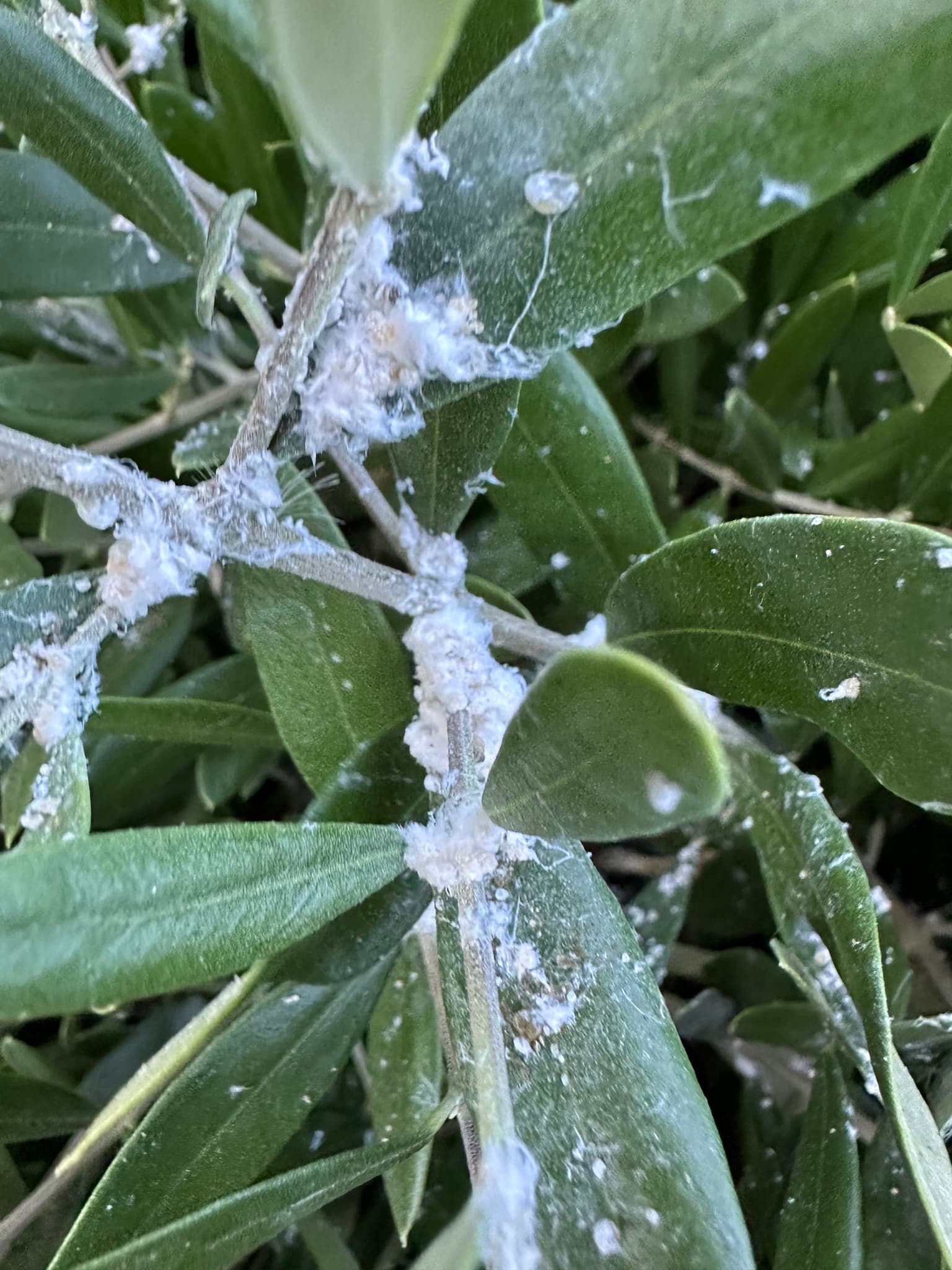Plaga de ALGODÓN DEL OLIVO, TRAMILLA, EUPHYLLURA OLIVINA