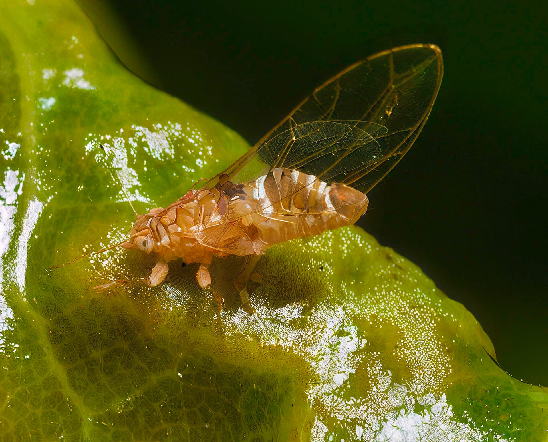 Plaga de PSÍLIDOS, PSYLLIDAE