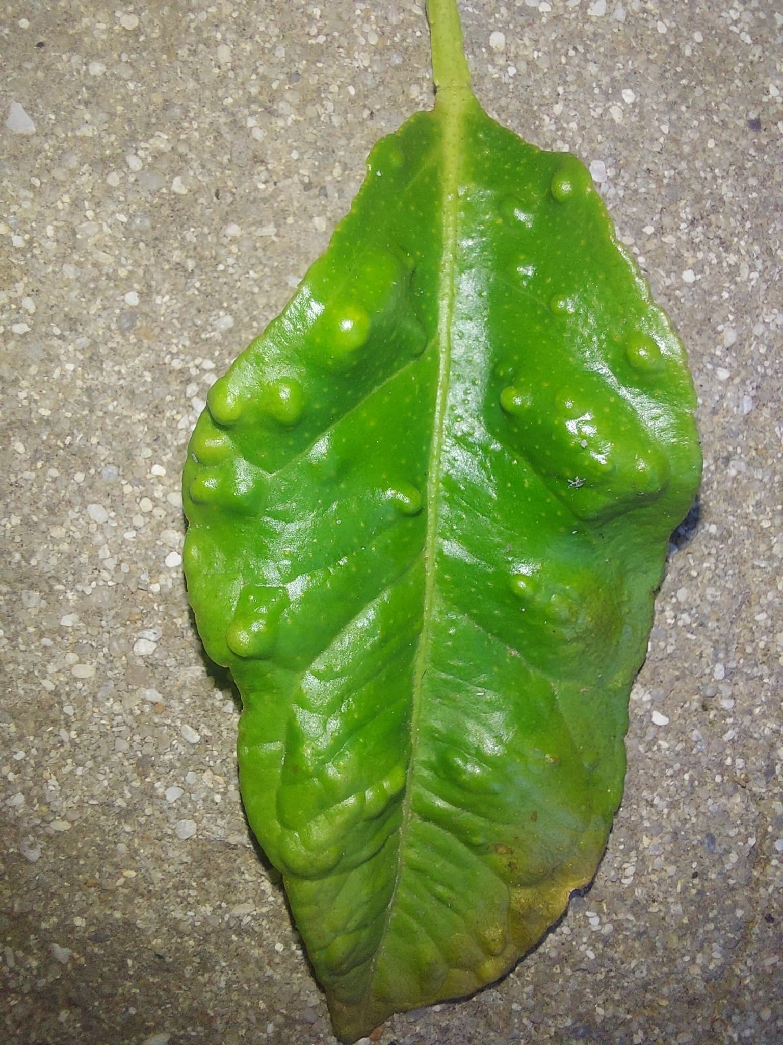 Plaga de PSILA AFRICANA, TRIOZA ERYTREAE