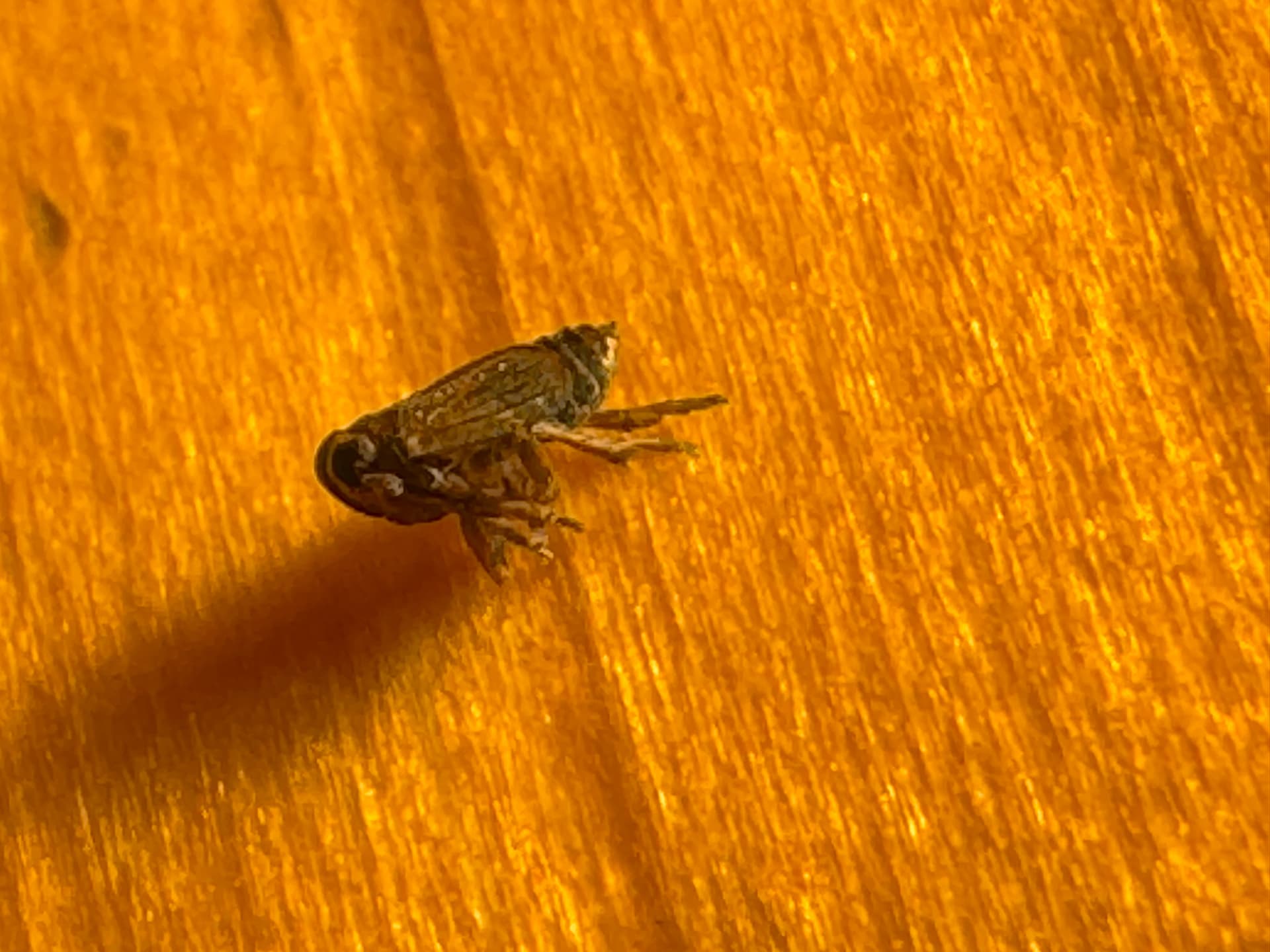 Plaga de DELFÁCIDOS, DELPHACIDAE