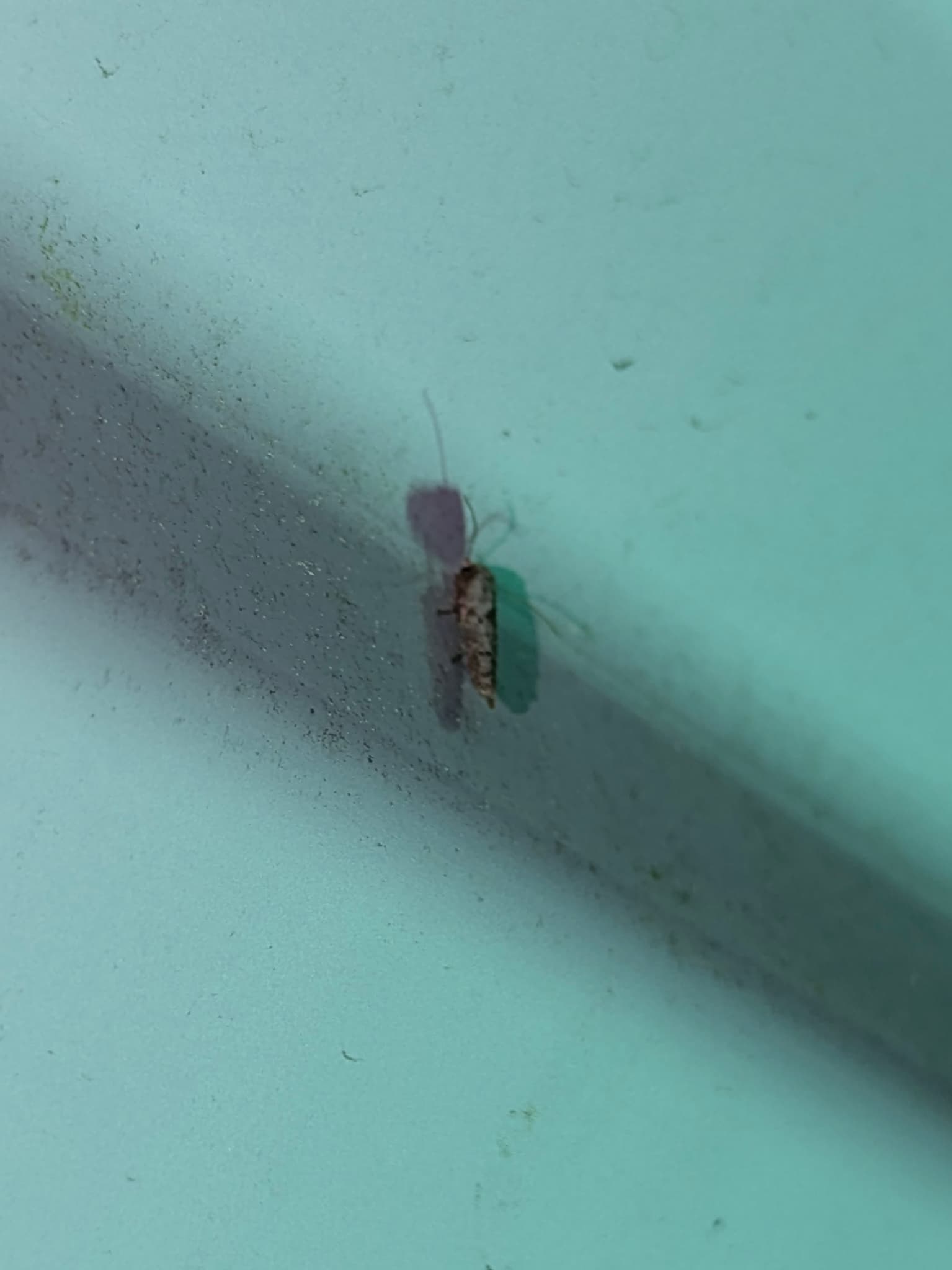 Plaga de CICADÉLIDOS, CICADELLIDAE