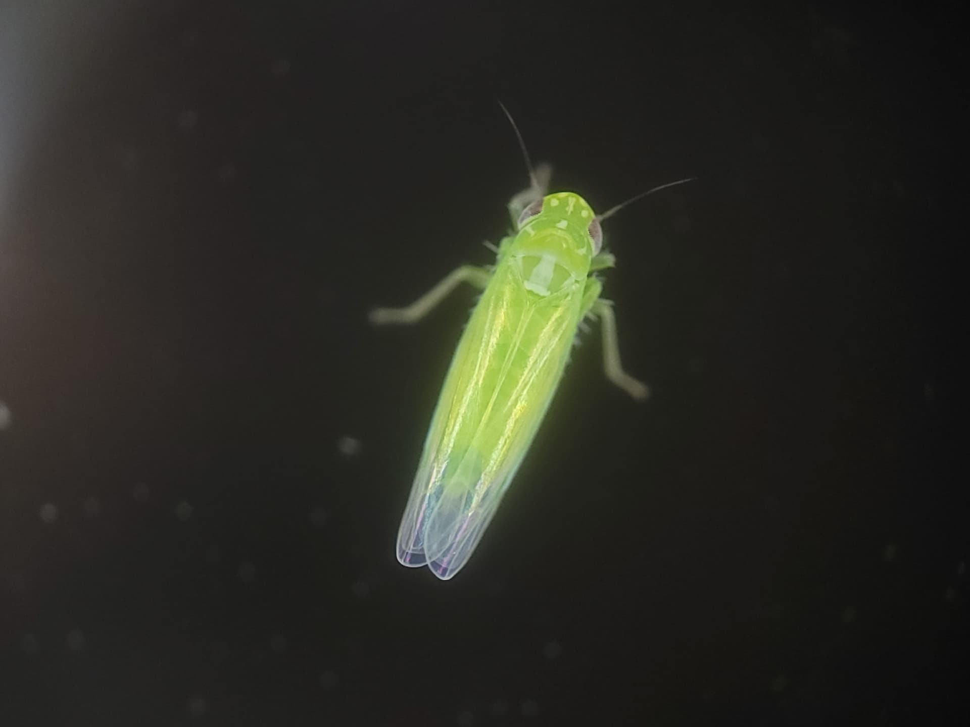 Plaga de MOSQUITOS VERDES, EMPOASCA SPP.