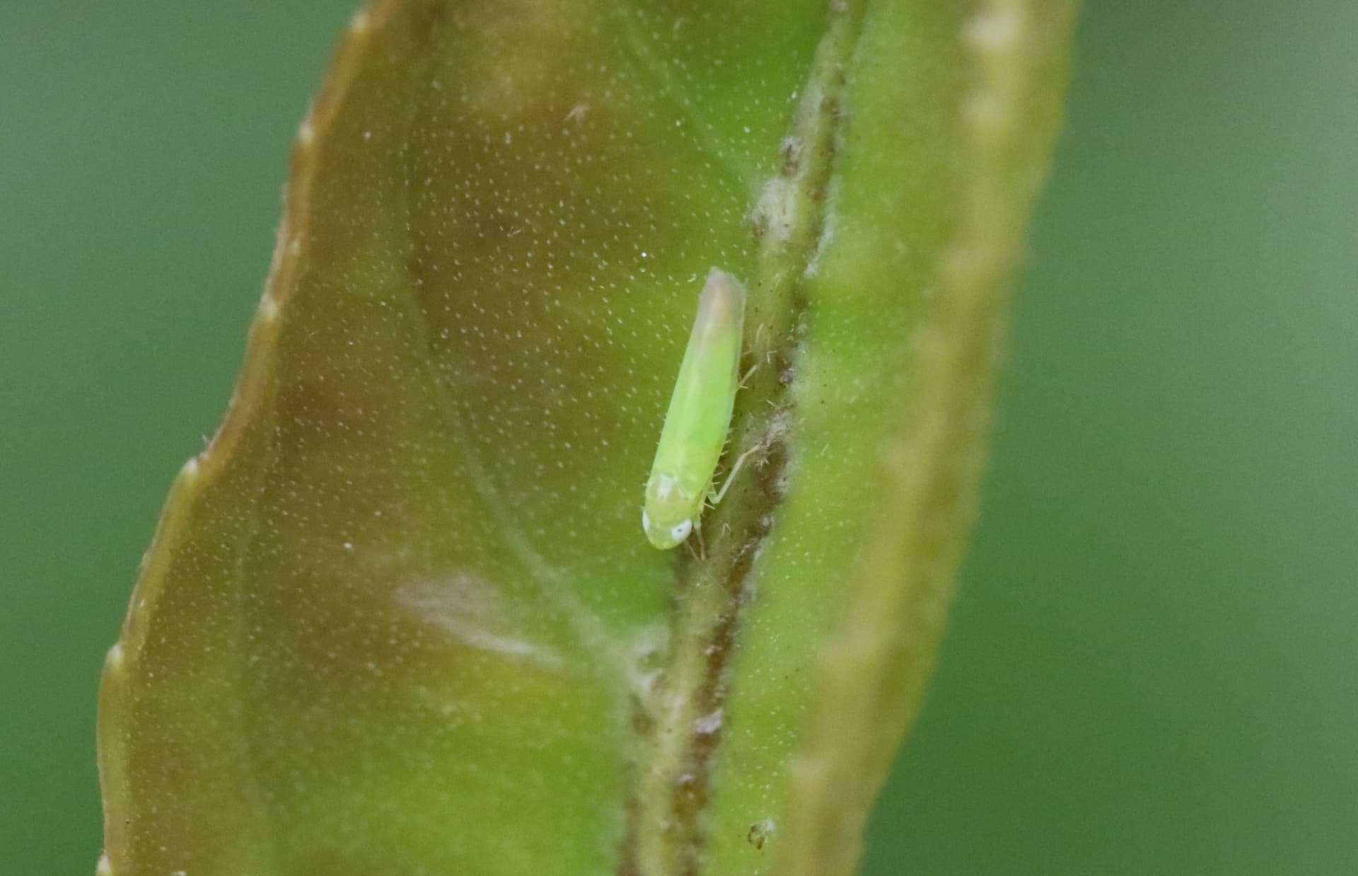 Plaga de MOSQUITO VERDE, JACOBIASCA LYBICA
