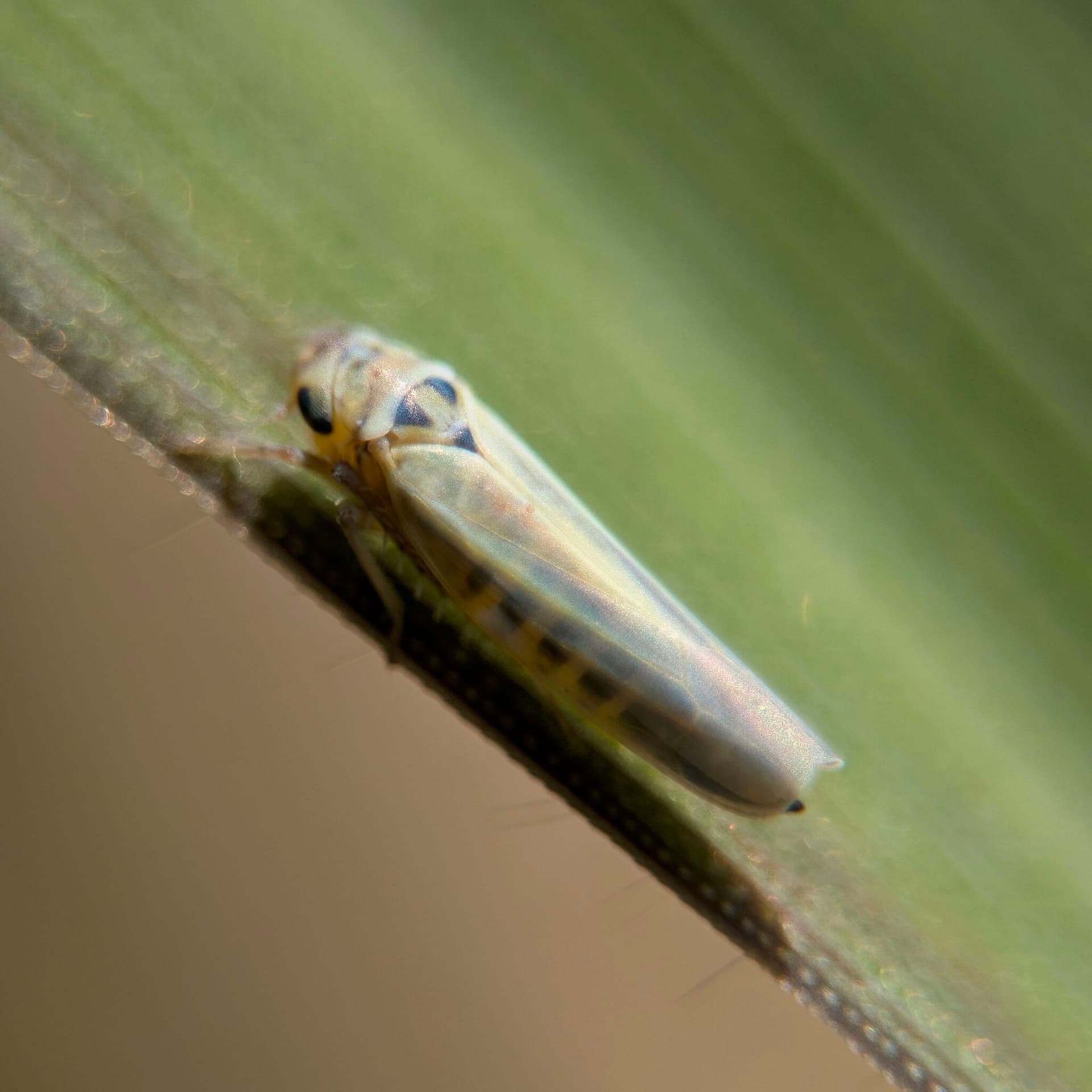 Plaga de SALTAHOJAS, ZYGINIDIA SPP.