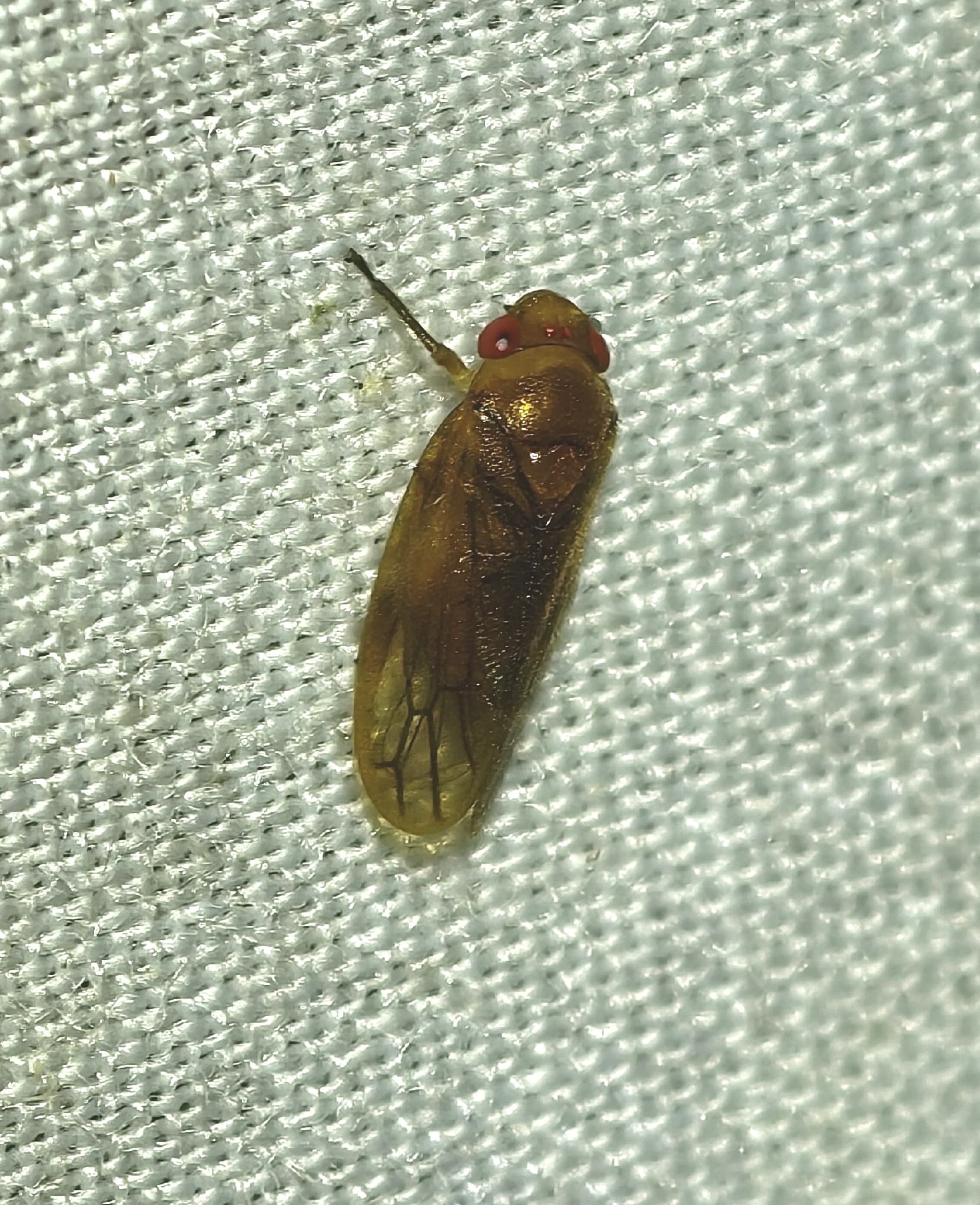 Plaga de CERCÓPIDOS, CERCOPIDAE