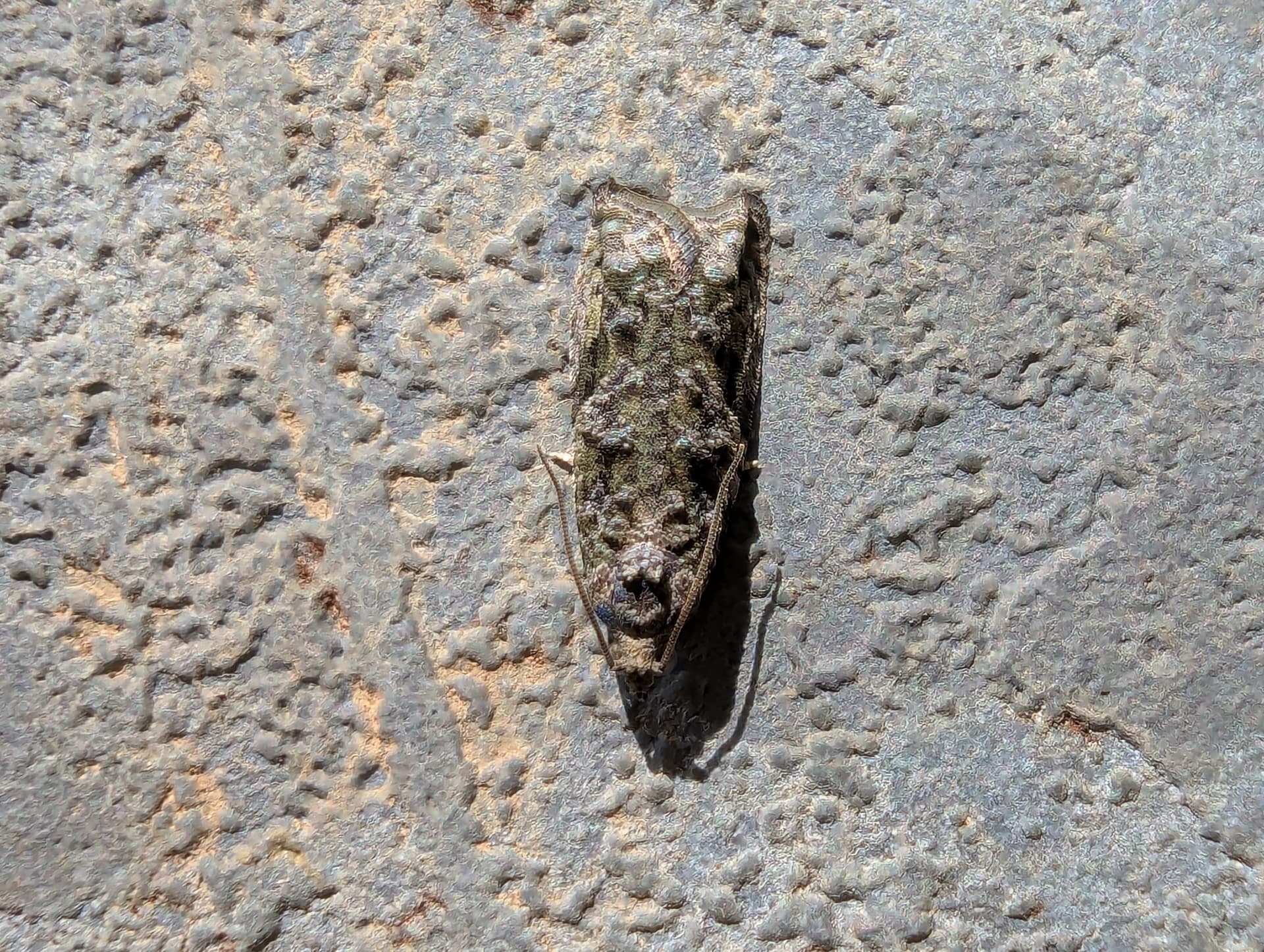 Plaga de TORTRÍCIDOS, TORTRICIDAE