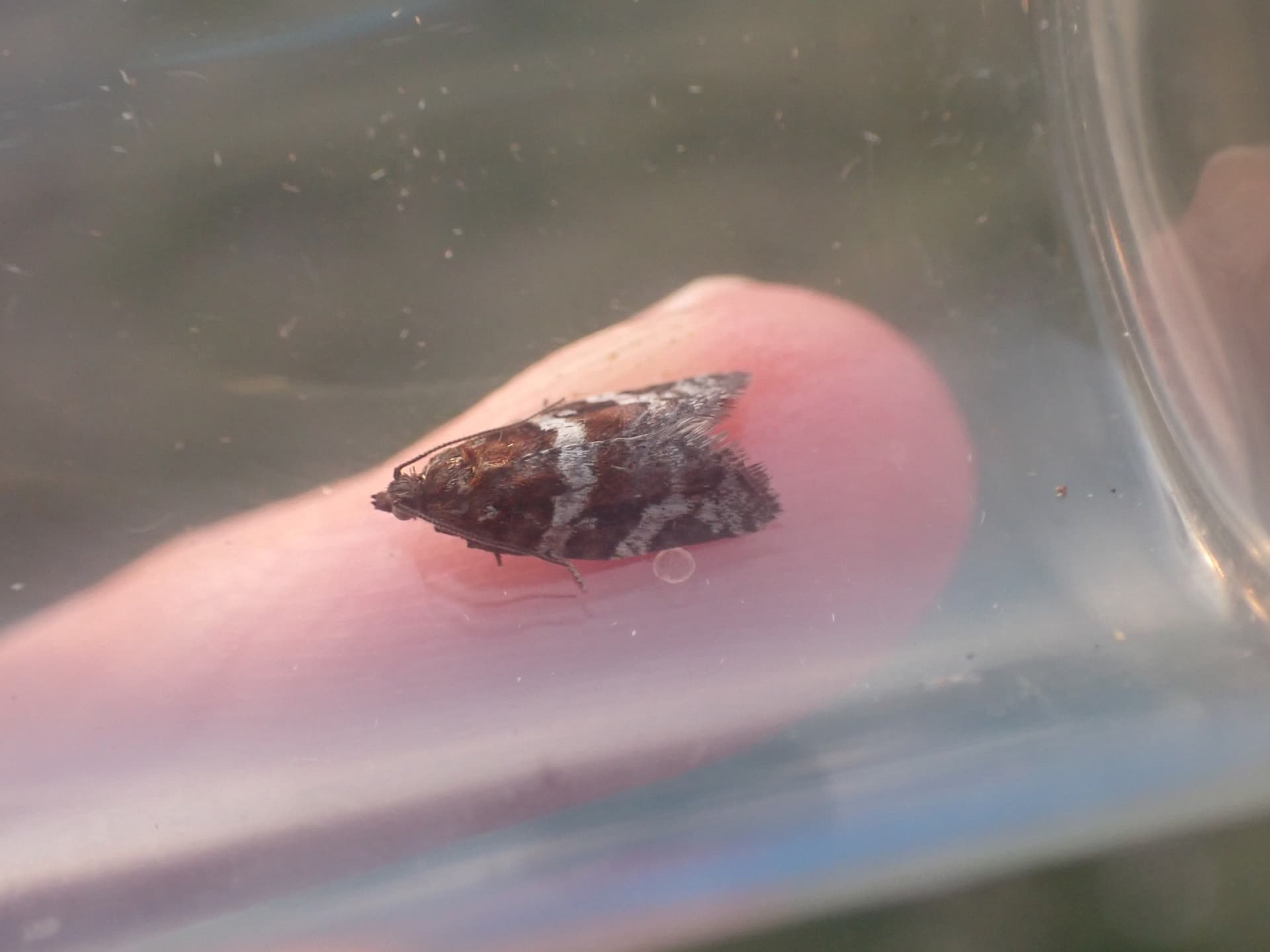 Plaga de POLILLA ARROLLADORA, ARGYROTAENIA LJUNGIANA